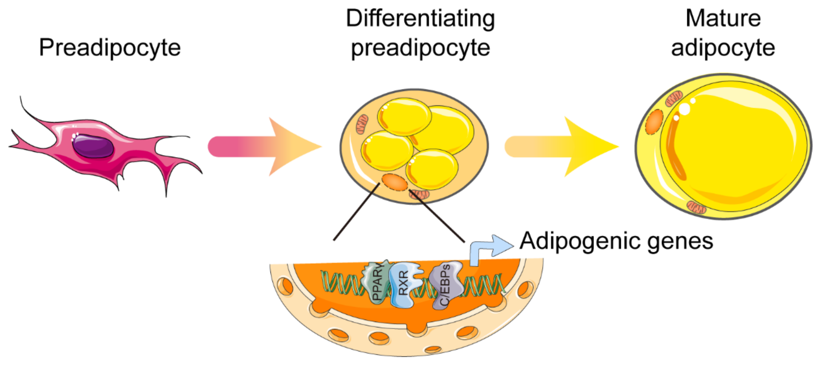 Ijms 22 08974 g001 Ijms 22 08974 g001