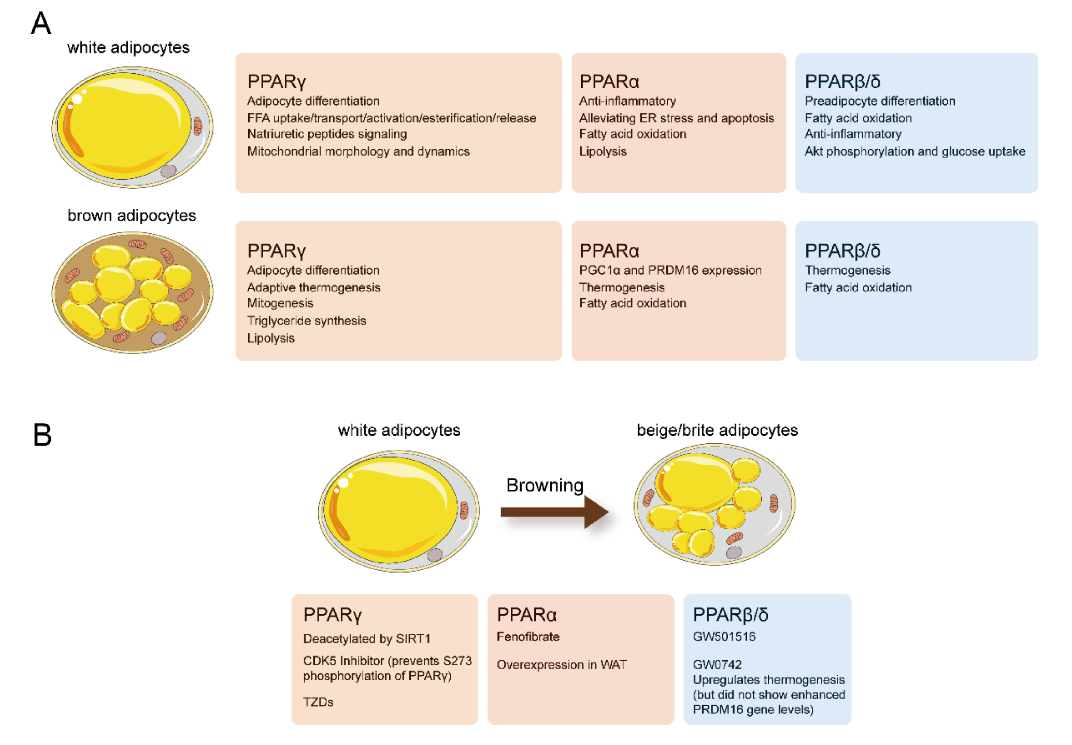 Ijms 22 08974 g003 Ijms 22 08974 g003