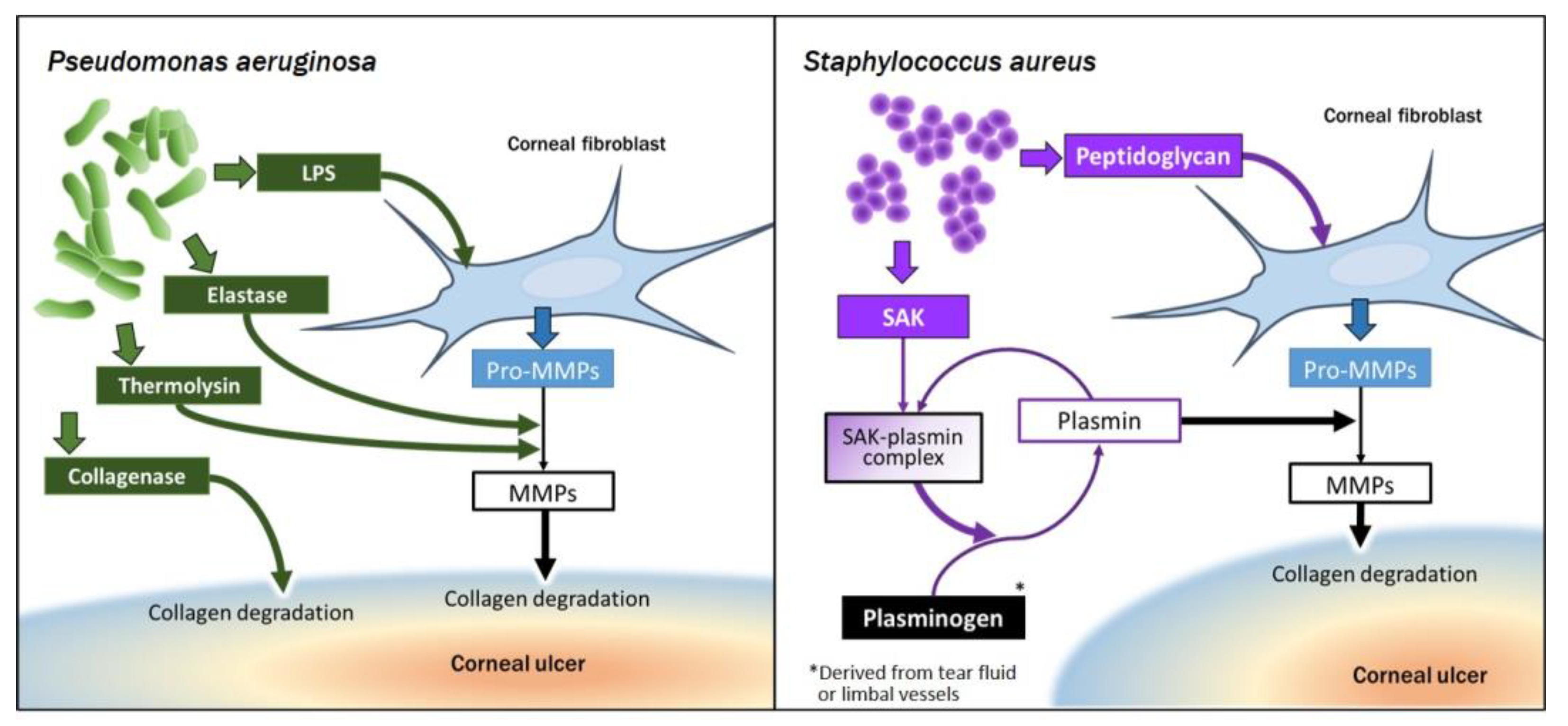 Ijms 22 08979 g002 Ijms 22 08979 g002