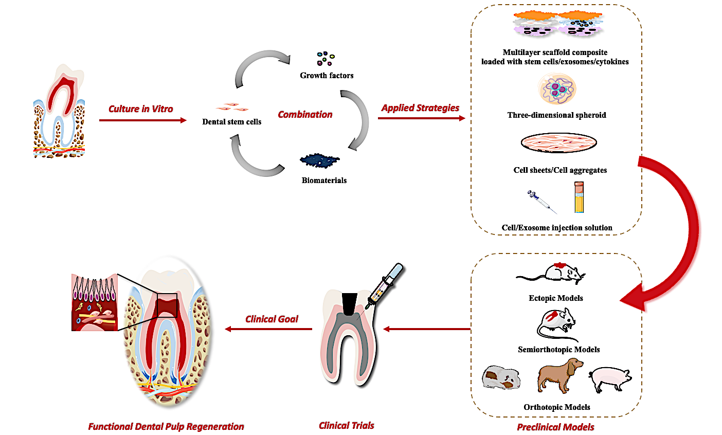IJMS | Free Full-Text | Functional Dental Pulp Regeneration: Basic ...