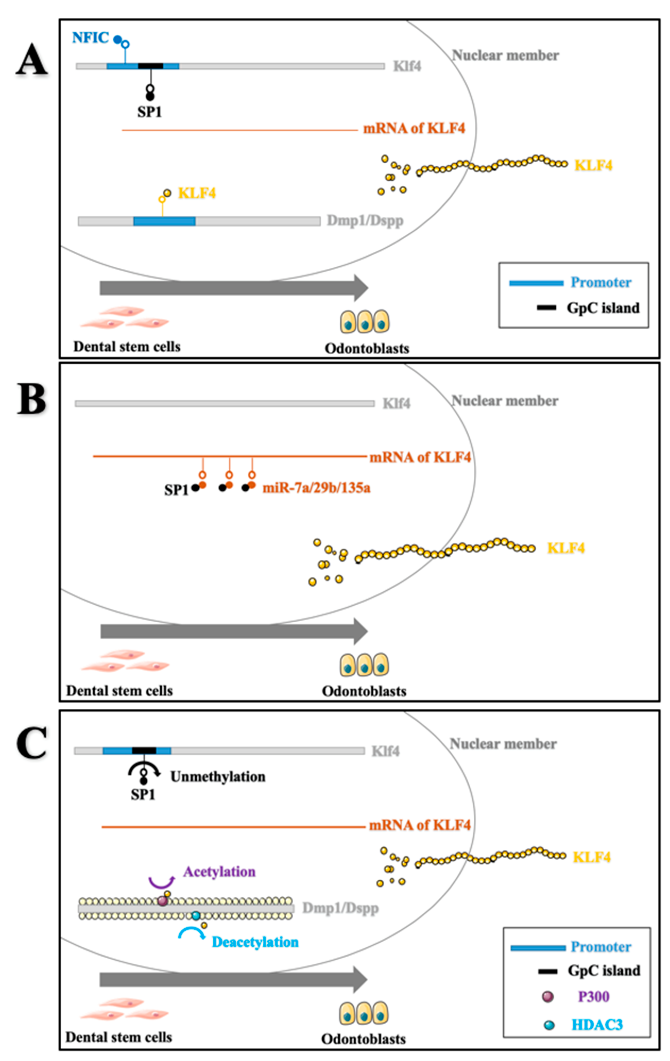 Ijms 22 08991 g003 550