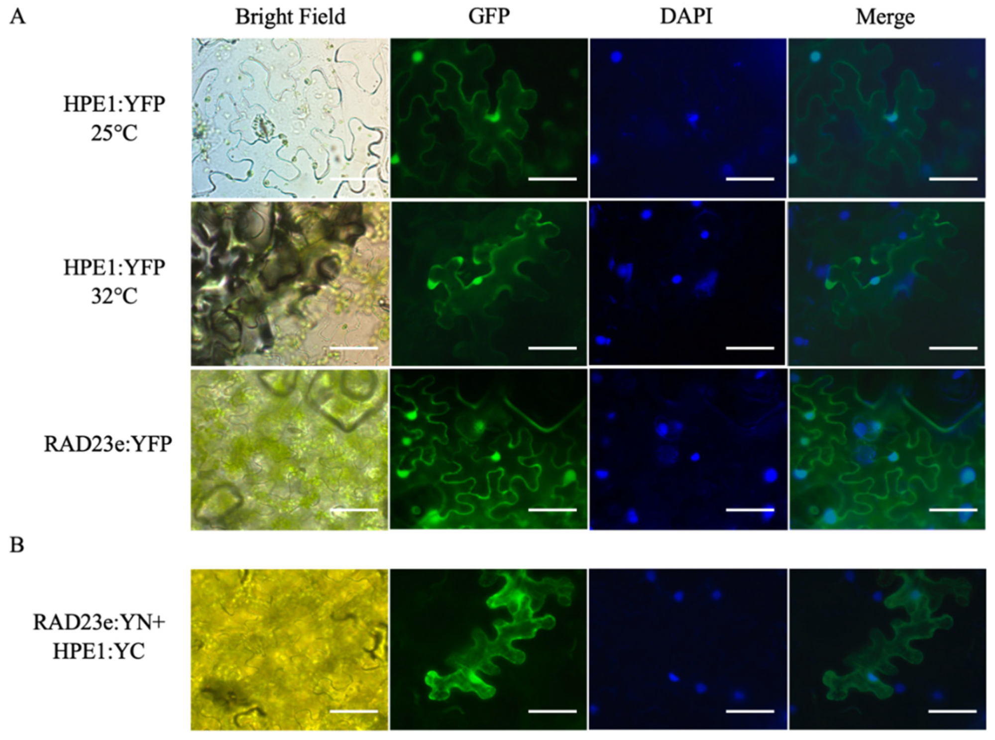 Ijms 22 09003 g003 550