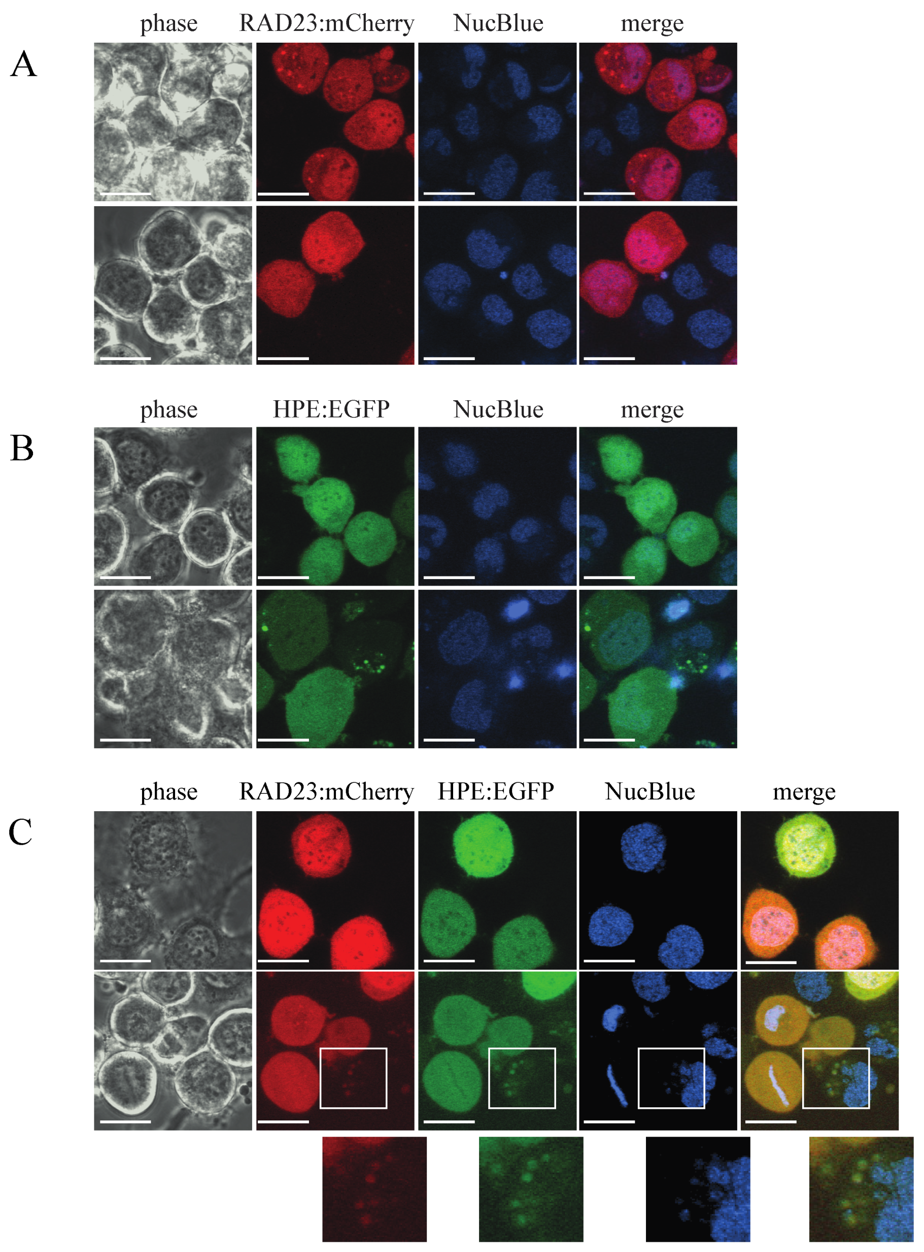 Ijms 22 09003 g004 550