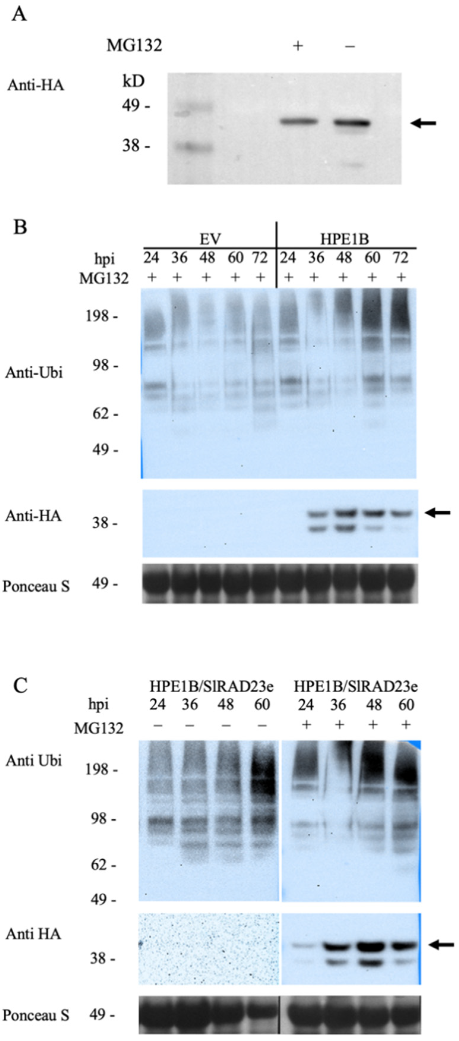 Ijms 22 09003 g005 550