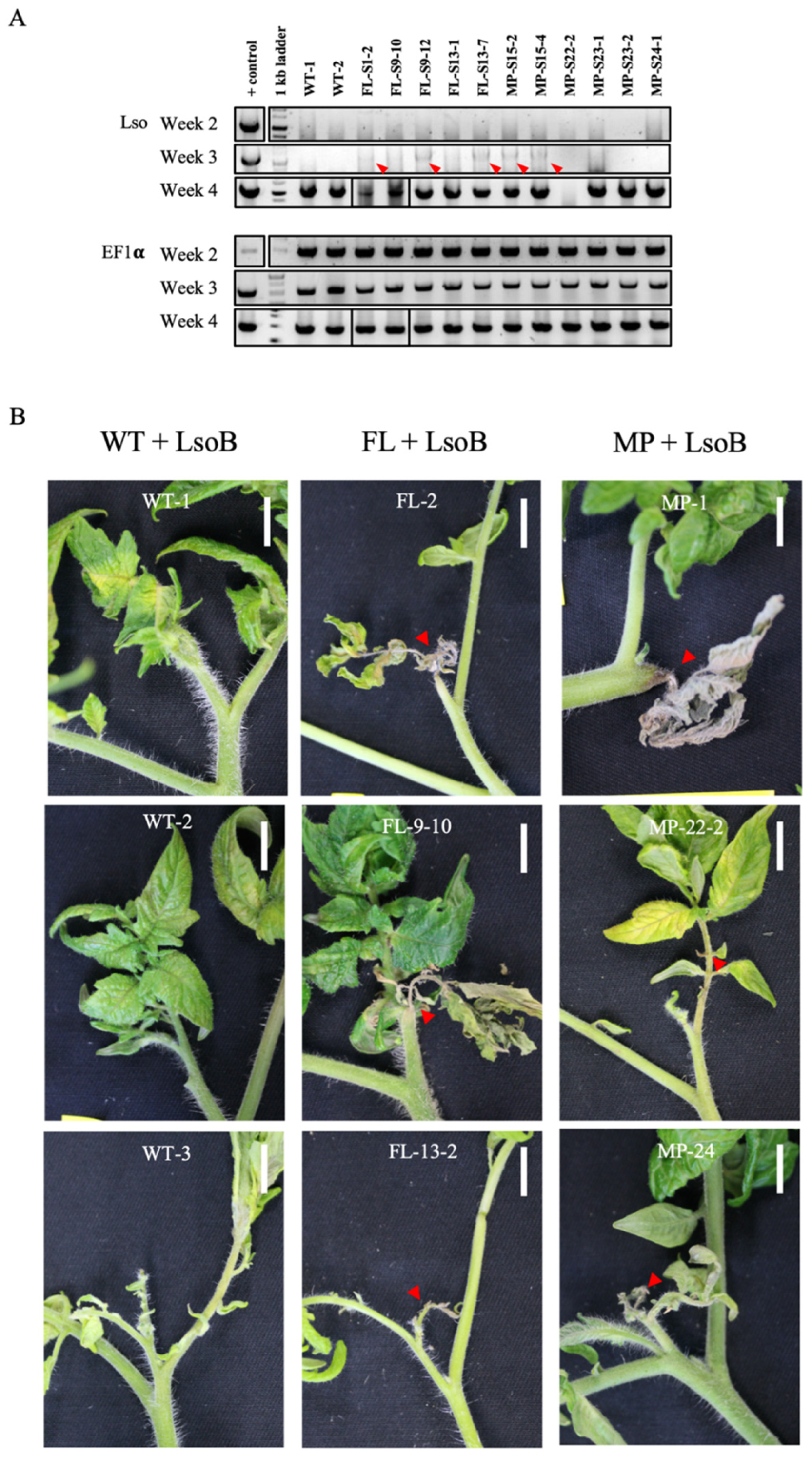 Ijms 22 09003 g007 550