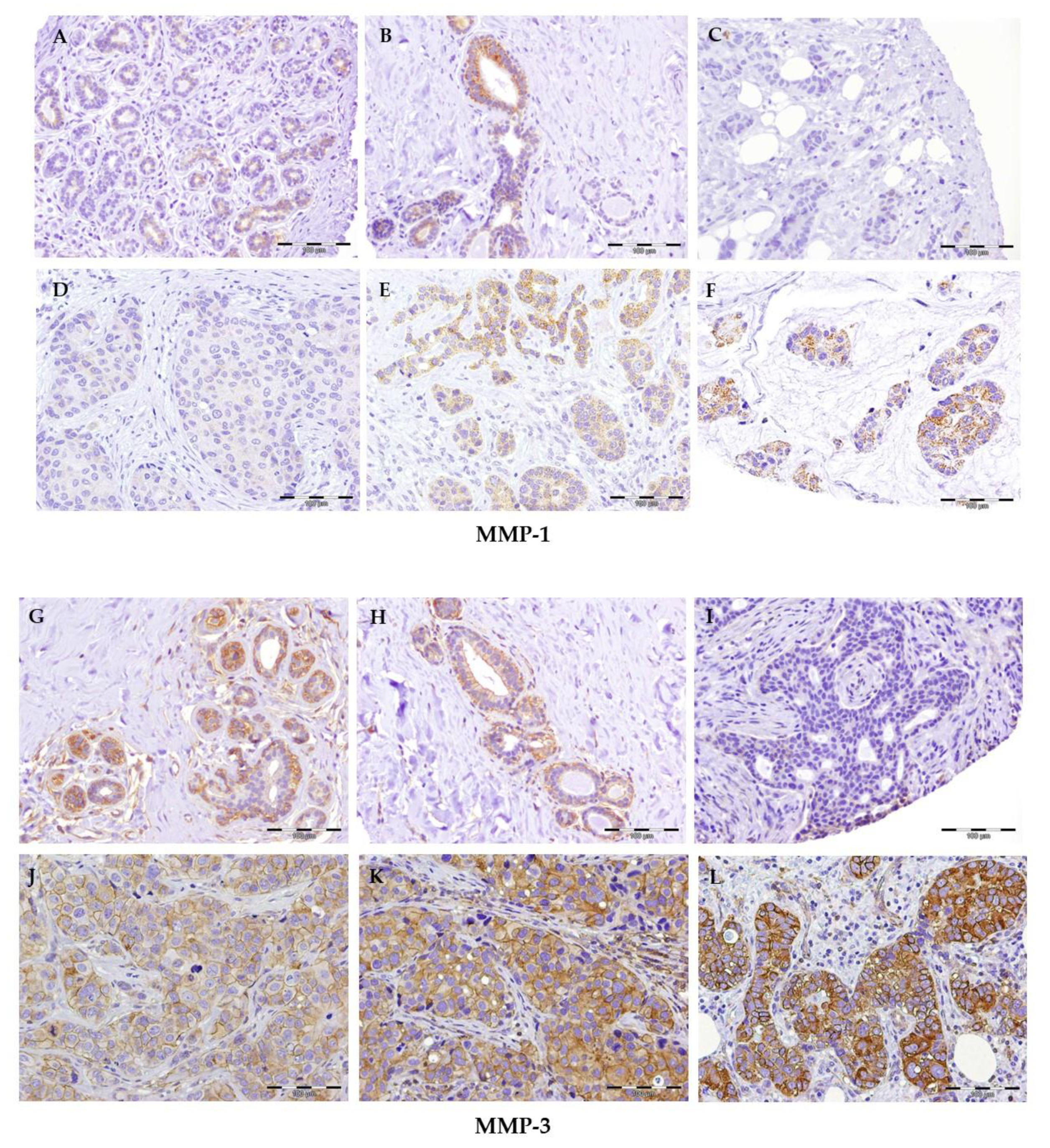 Ijms 22 09012 g001 Ijms 22 09012 g001