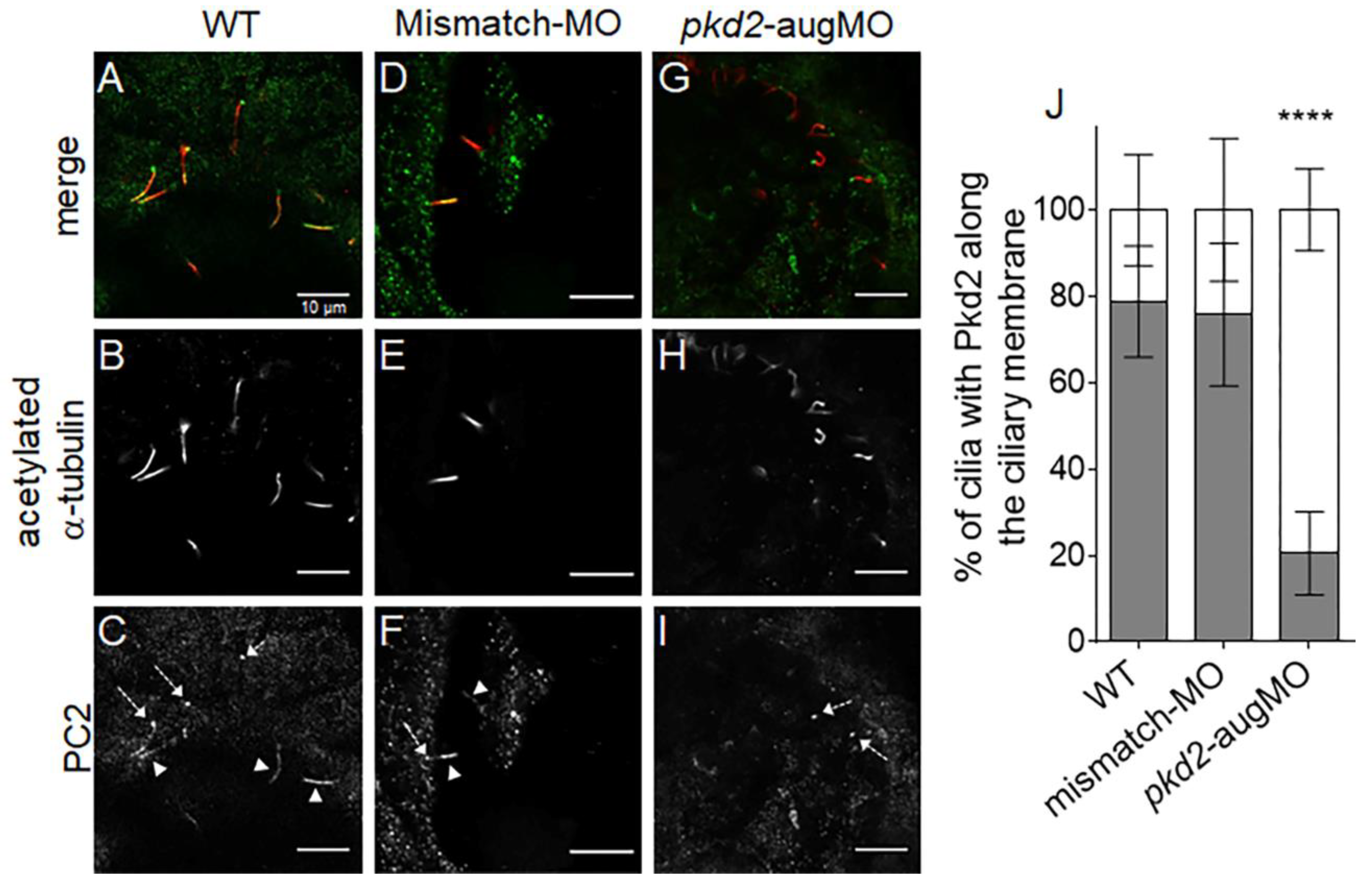 Ijms 22 09013 g001 Ijms 22 09013 g001