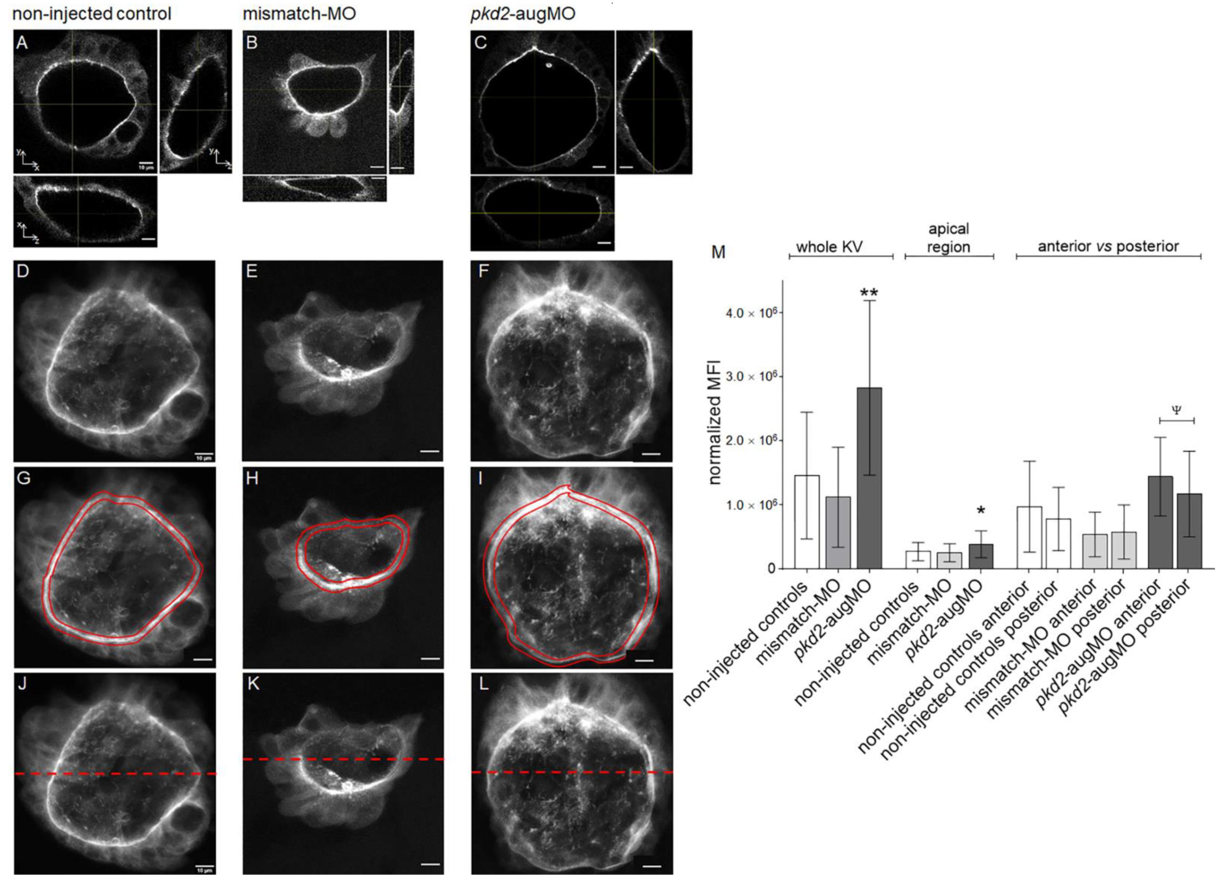 Ijms 22 09013 g003 Ijms 22 09013 g003