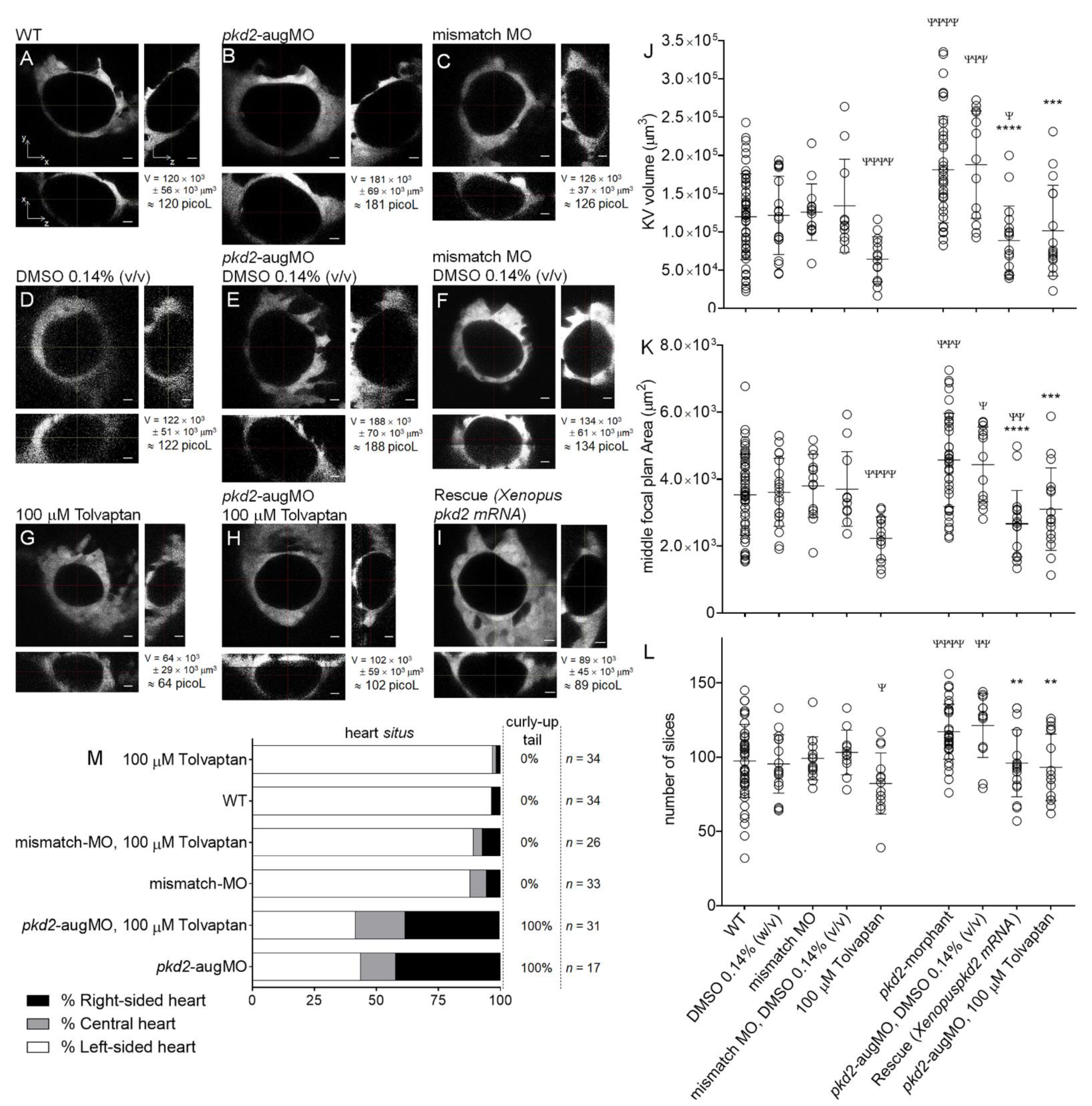 Ijms 22 09013 g005 Ijms 22 09013 g005