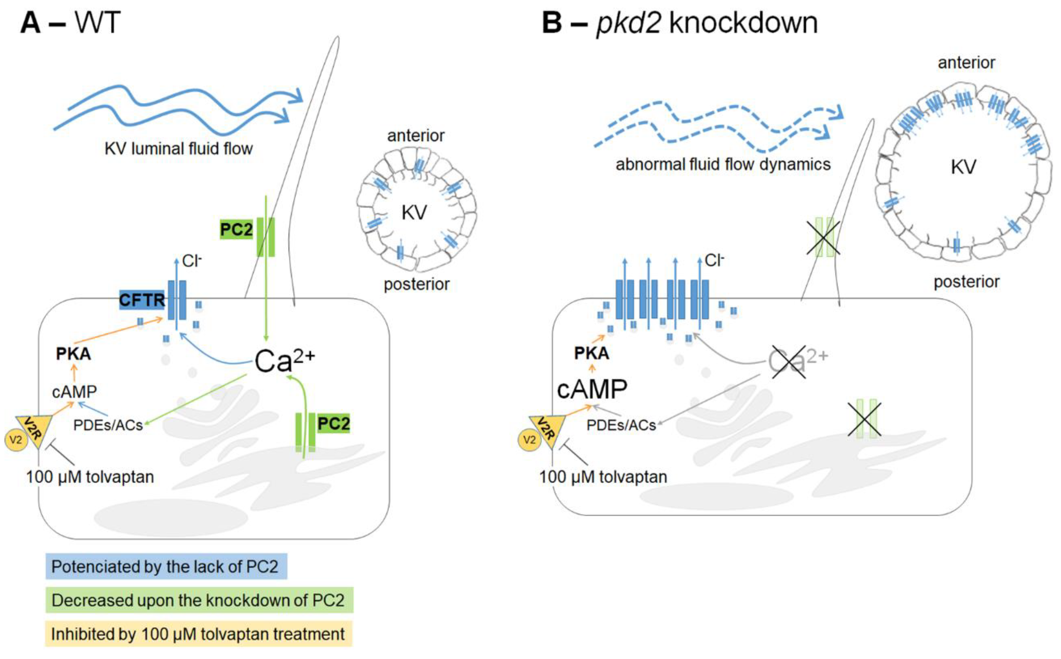 Ijms 22 09013 g006 Ijms 22 09013 g006