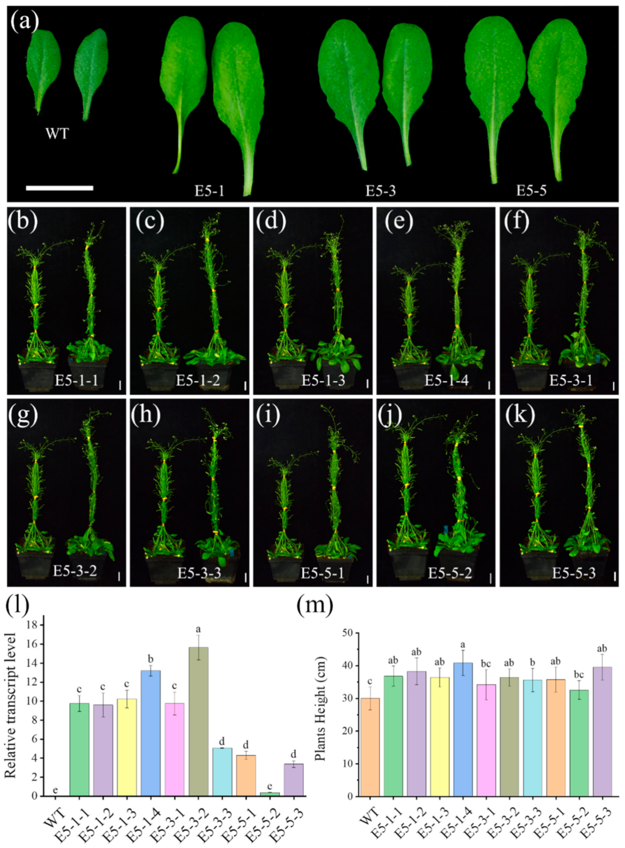 Ijms 22 09018 g006 550