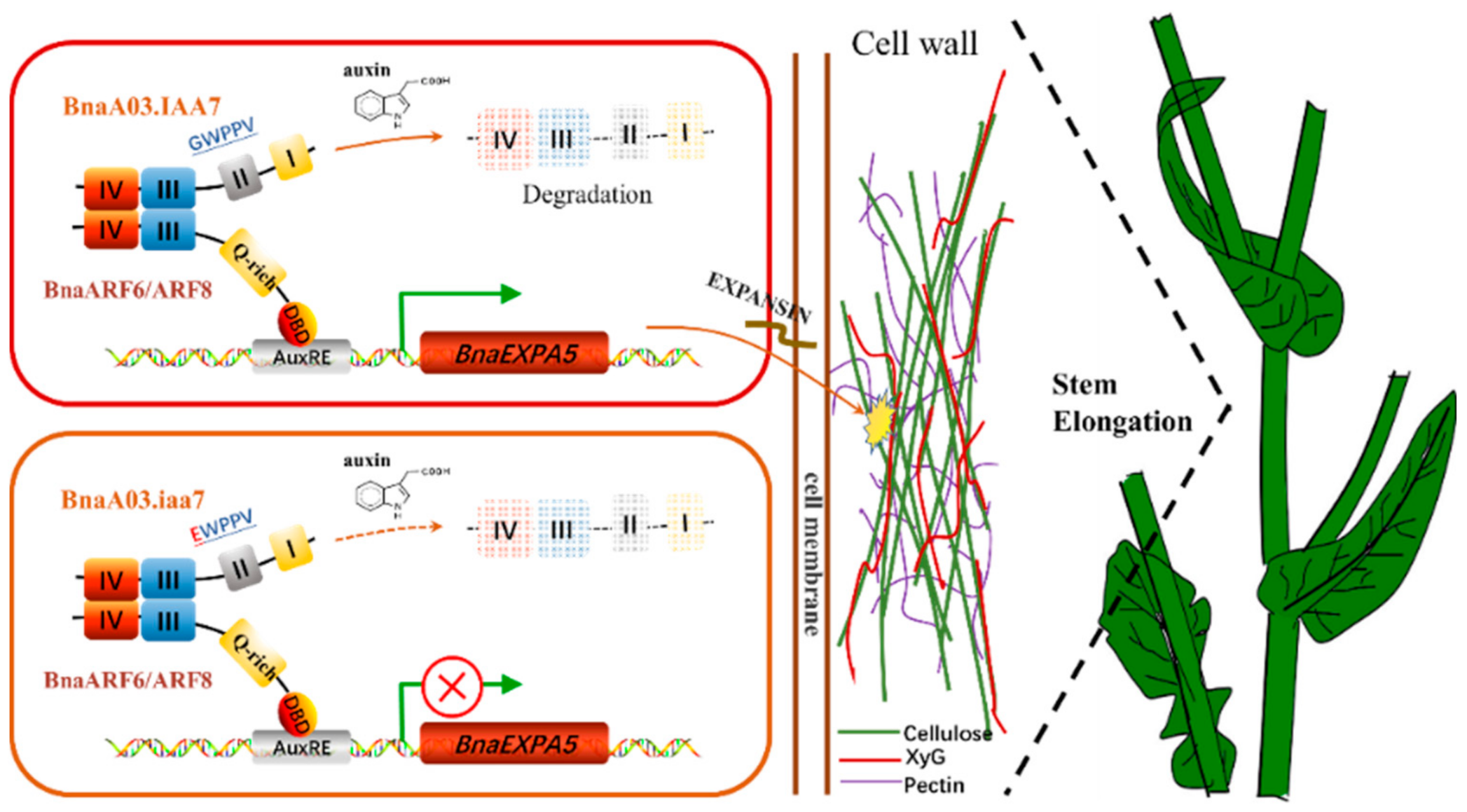 Ijms 22 09018 g007 550