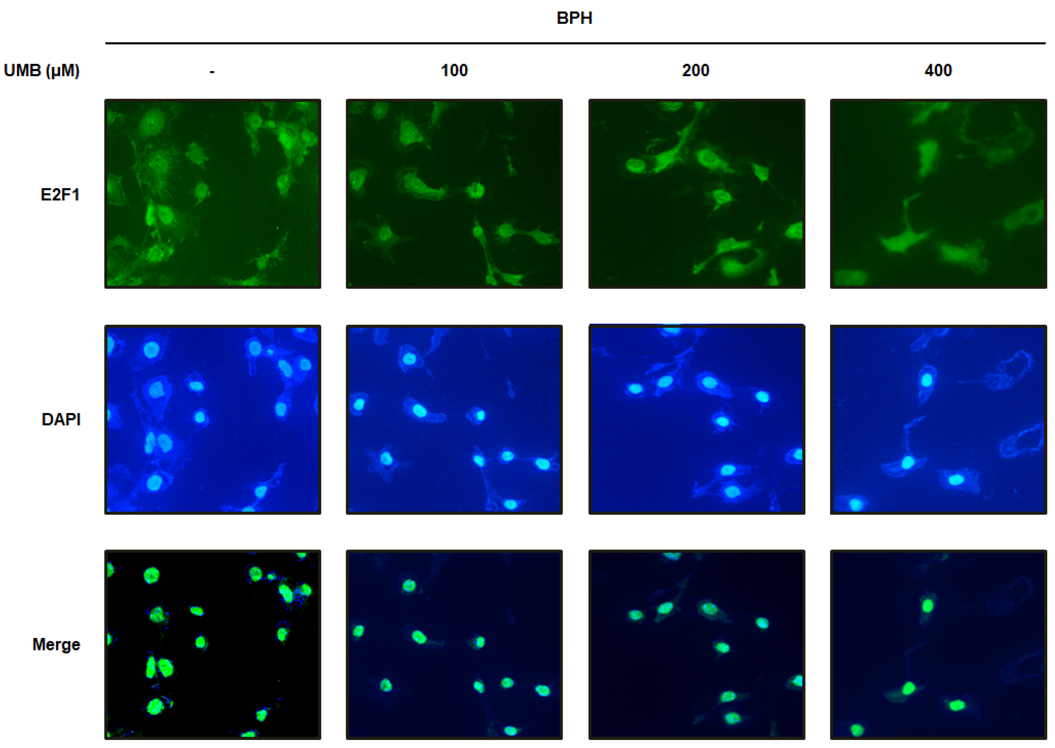 Ijms 22 09019 g003 550