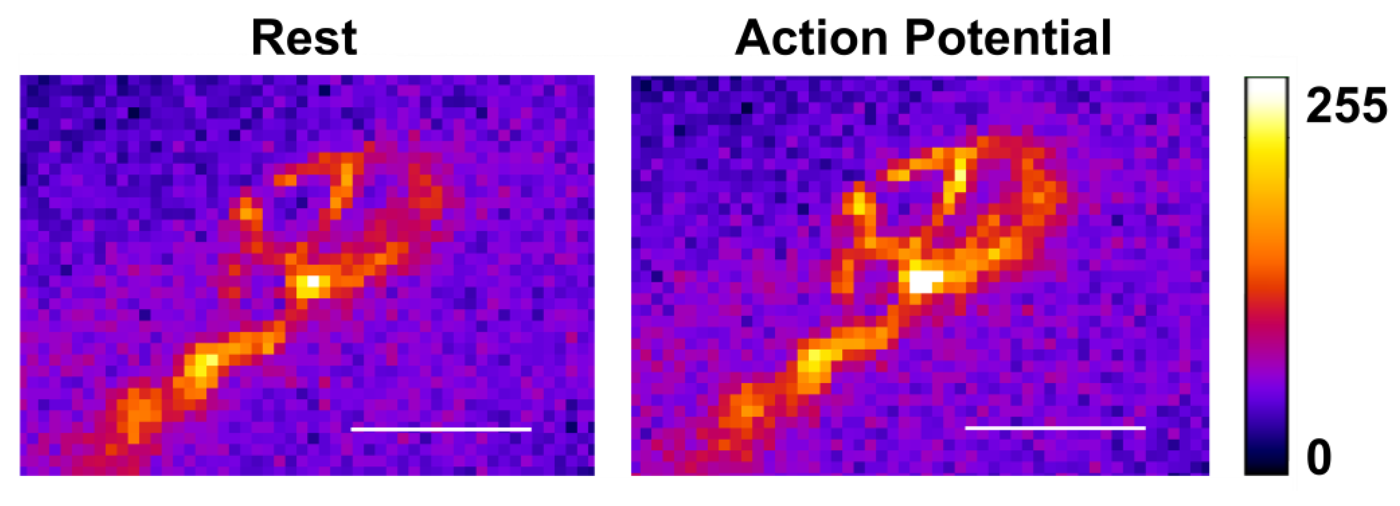 Ijms 22 09031 g003 550