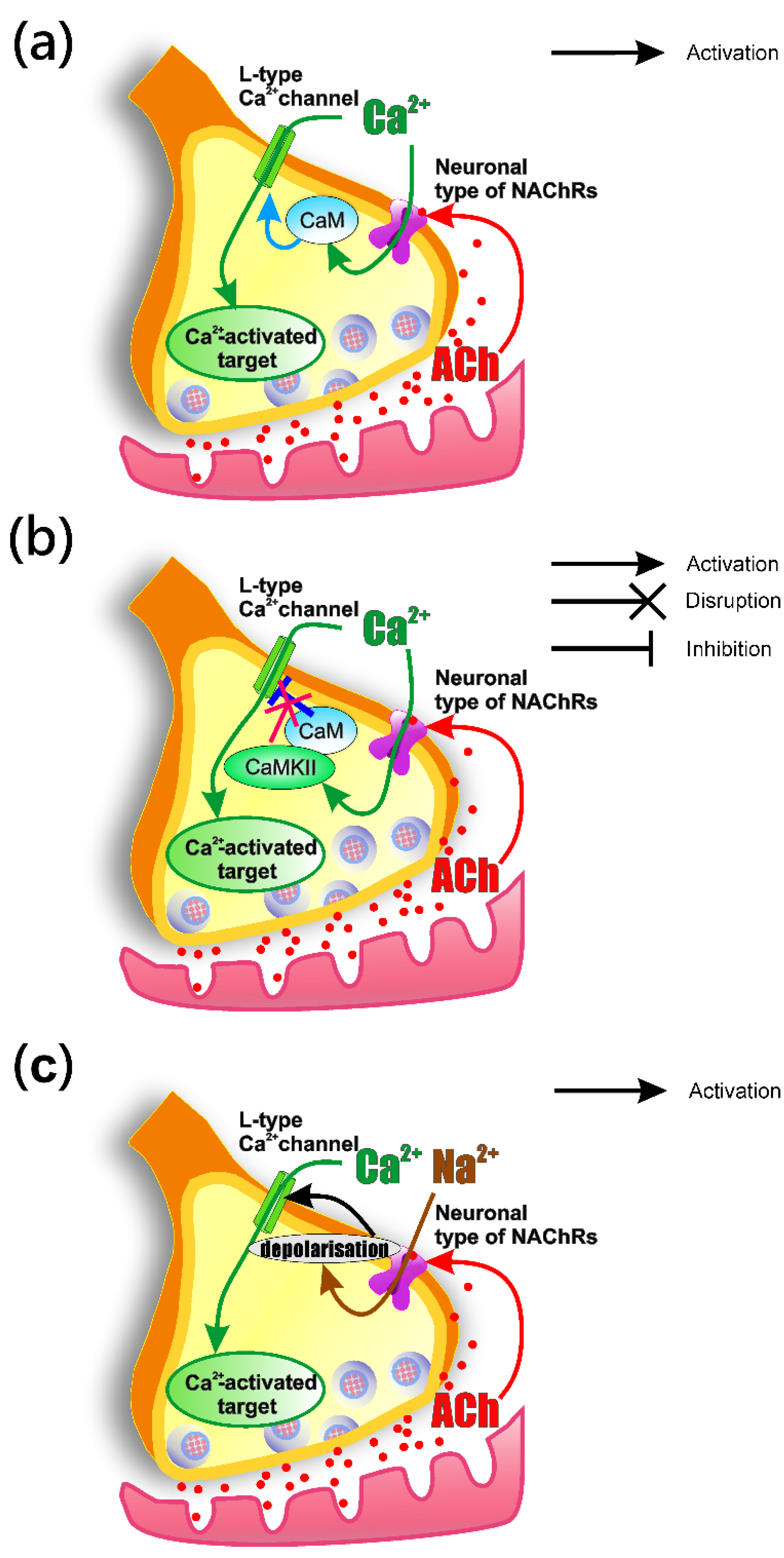 Ijms 22 09031 g009 550