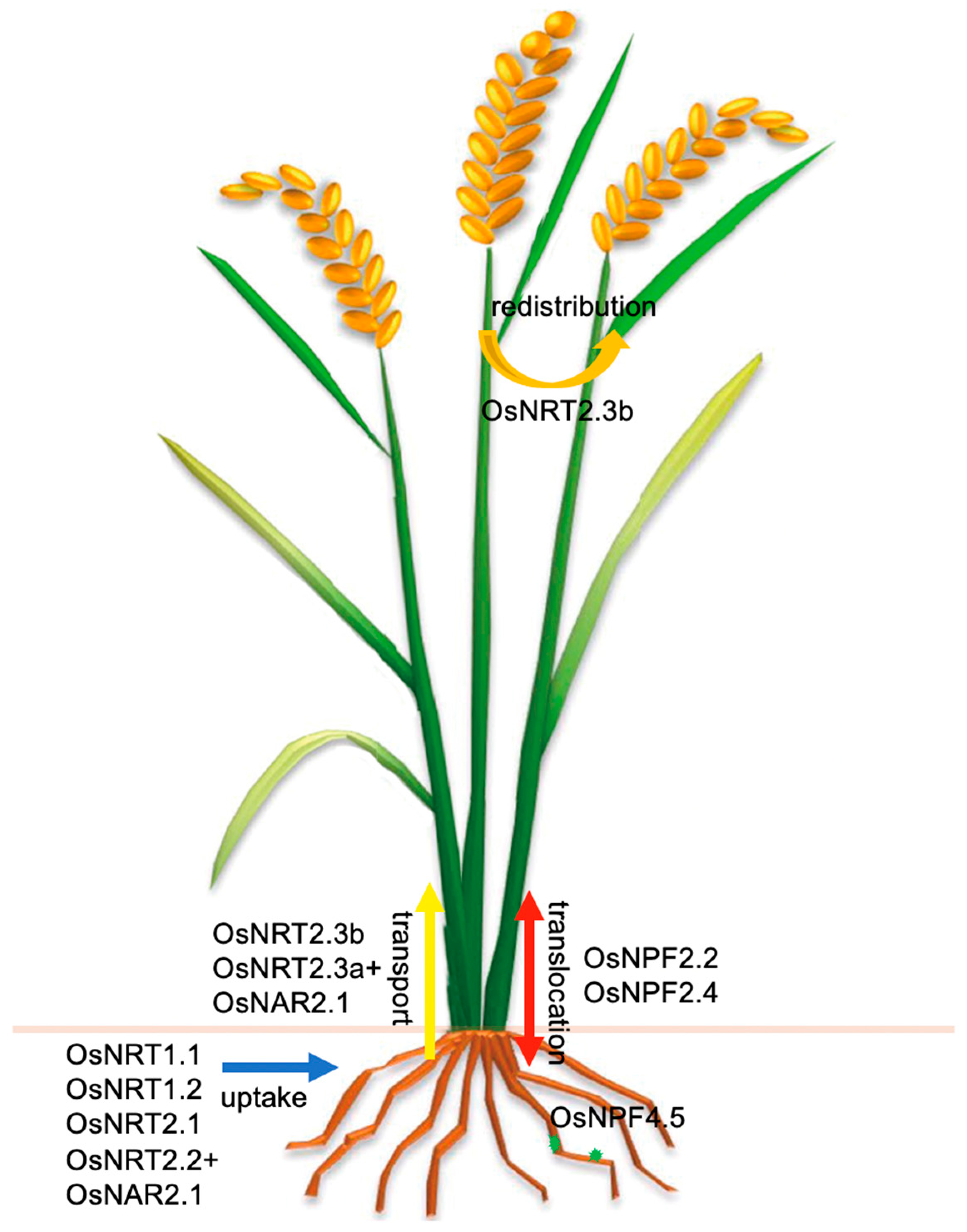 Ijms 22 09040 g001 550