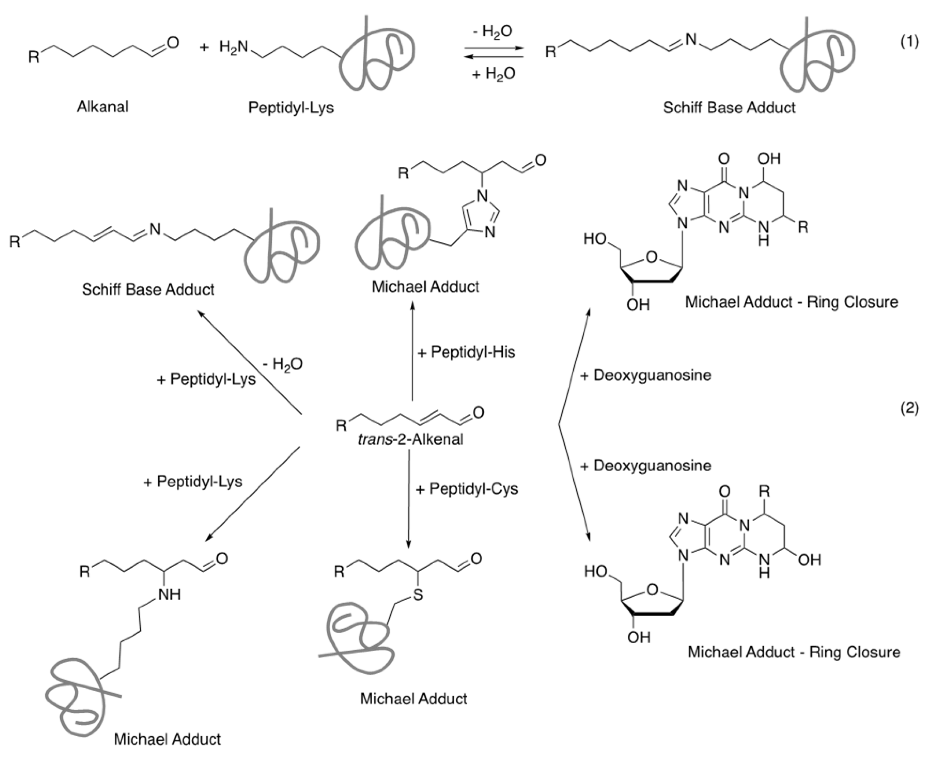 Ijms 22 09043 g005 550