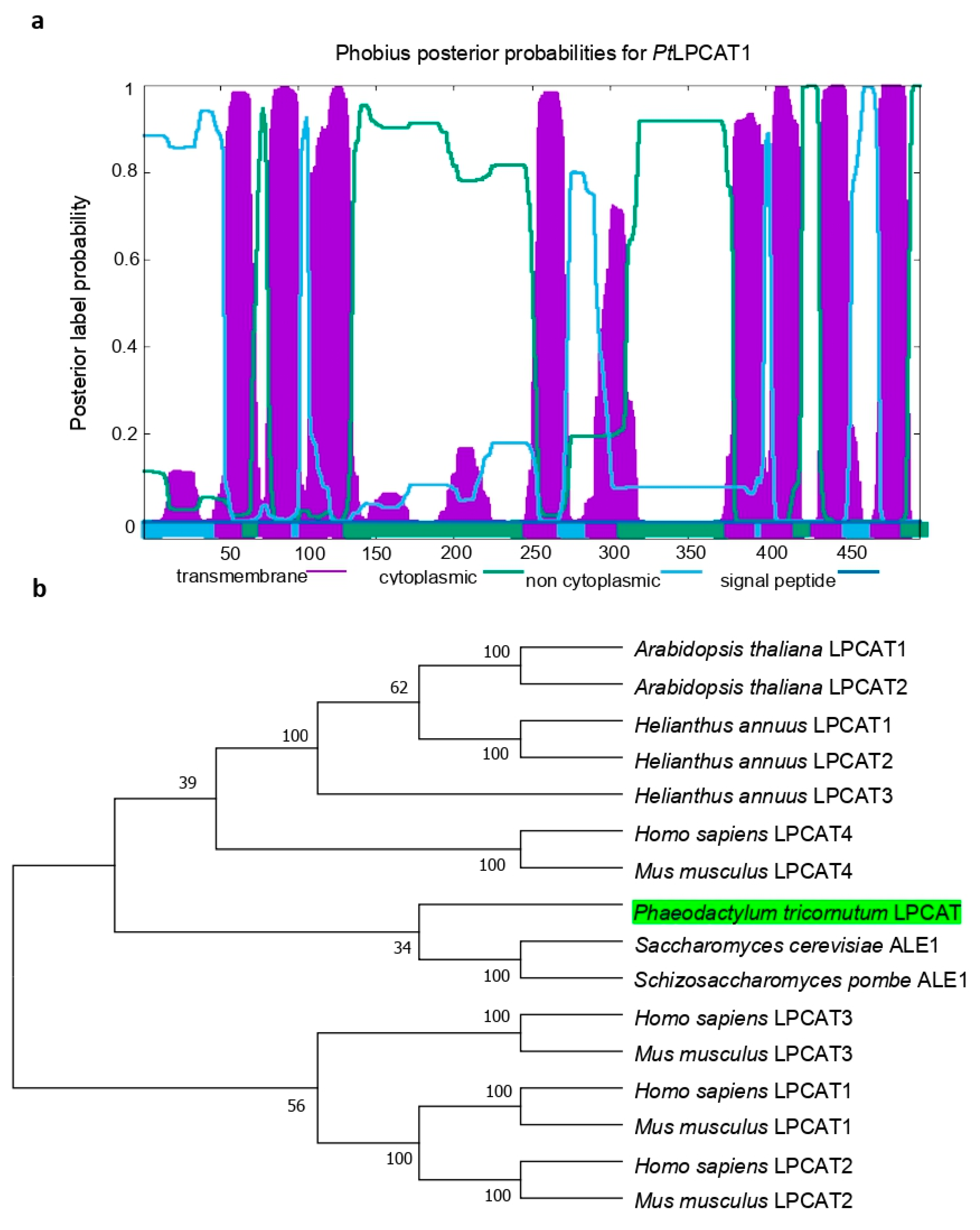 Ijms 22 09056 g001 550