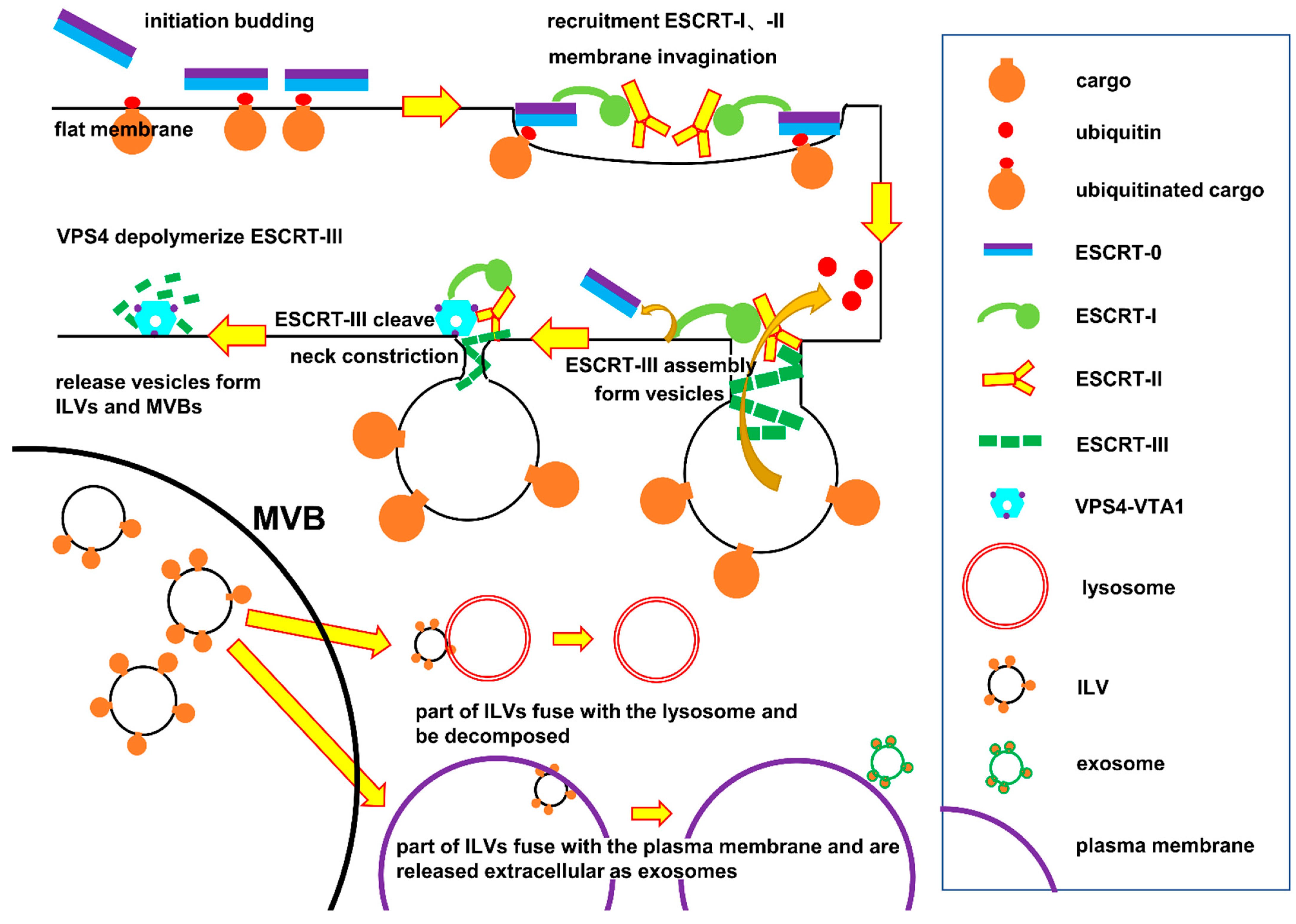 Ijms 22 09060 g001 Ijms 22 09060 g001