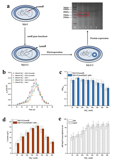Reconstruction of the Diaminopimelic Acid Pathway to Promote