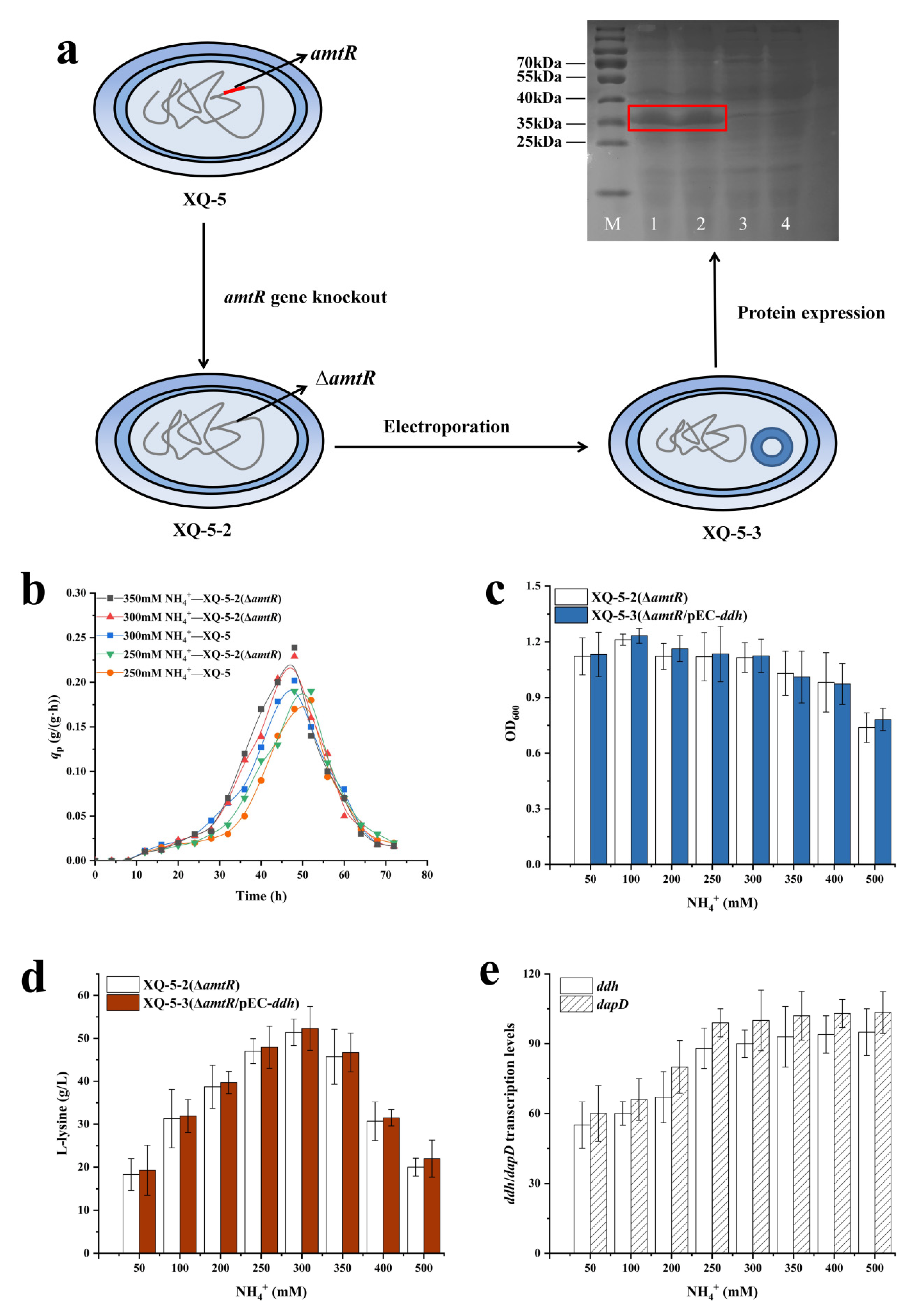 Reconstruction of the Diaminopimelic Acid Pathway to Promote Reconstruction of the Diaminopimelic Acid Pathway to Promote