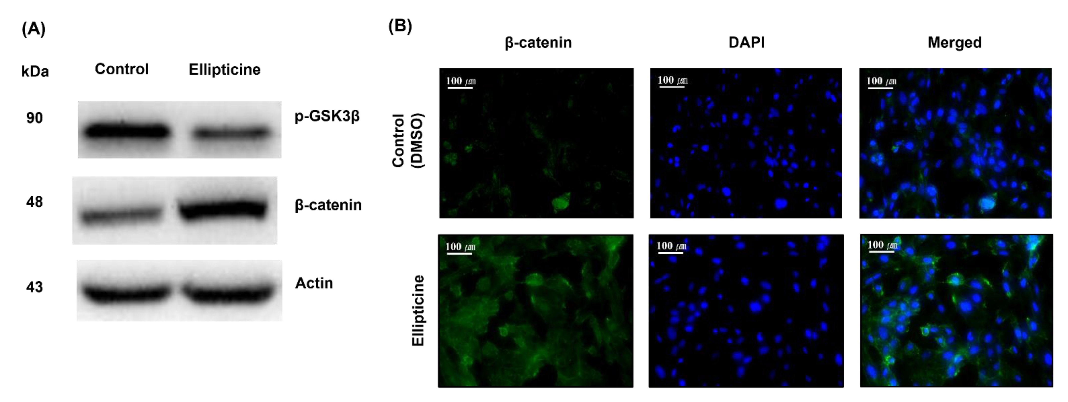 Ijms 22 09067 g004 Ijms 22 09067 g004