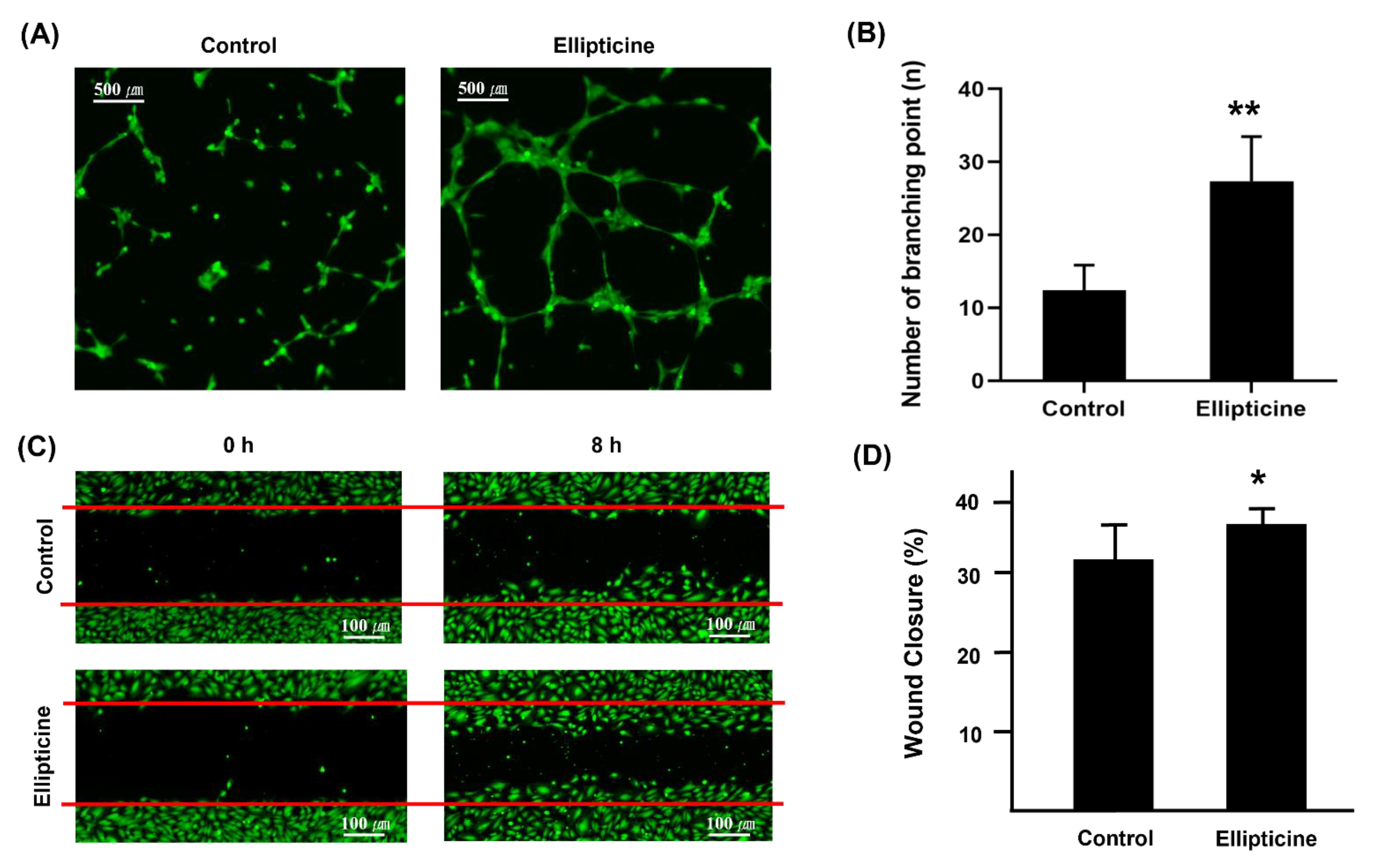 Ijms 22 09067 g005 Ijms 22 09067 g005
