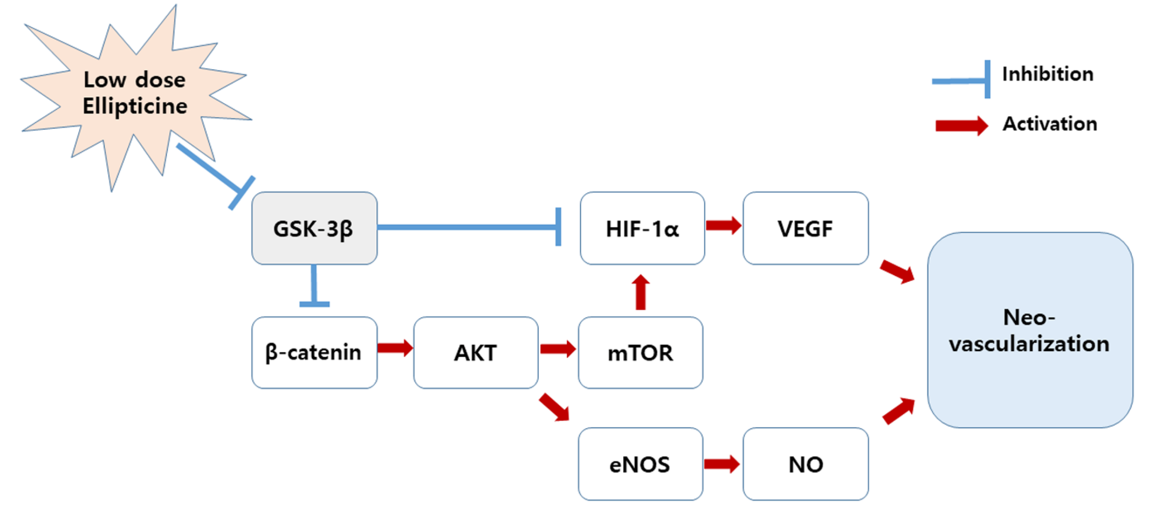 Ijms 22 09067 g007 Ijms 22 09067 g007