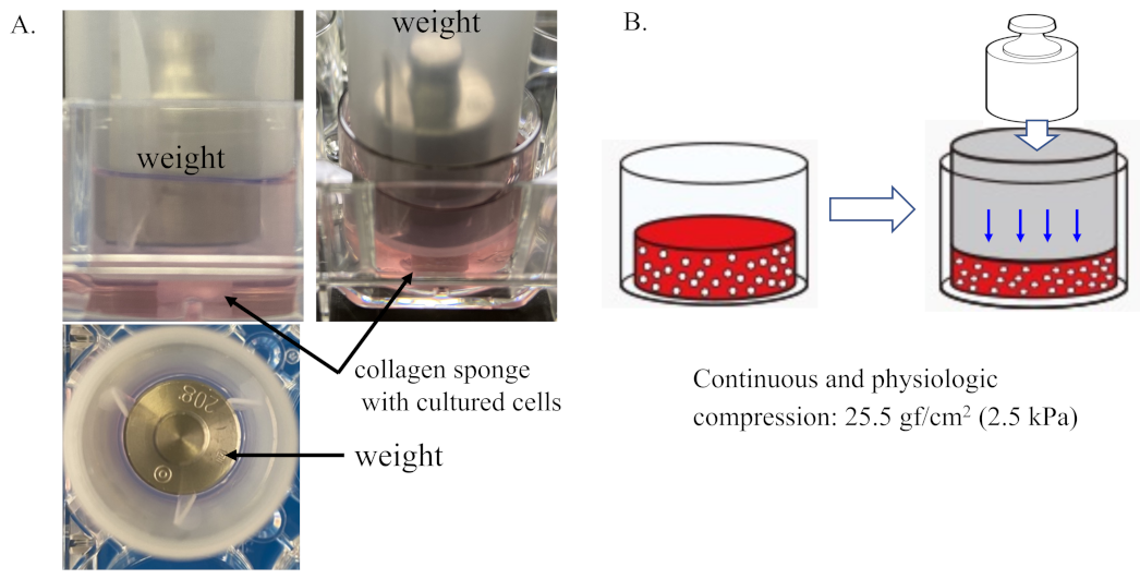 Ijms 22 09070 g001 Ijms 22 09070 g001