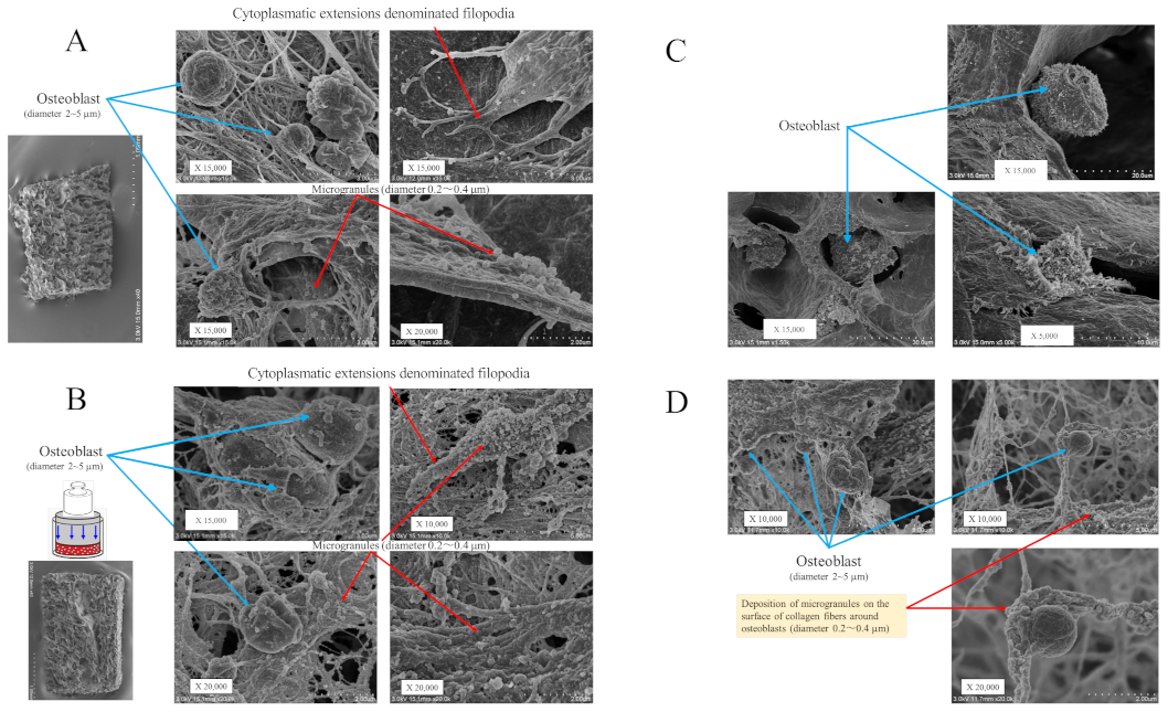 Ijms 22 09070 g002a Ijms 22 09070 g002a