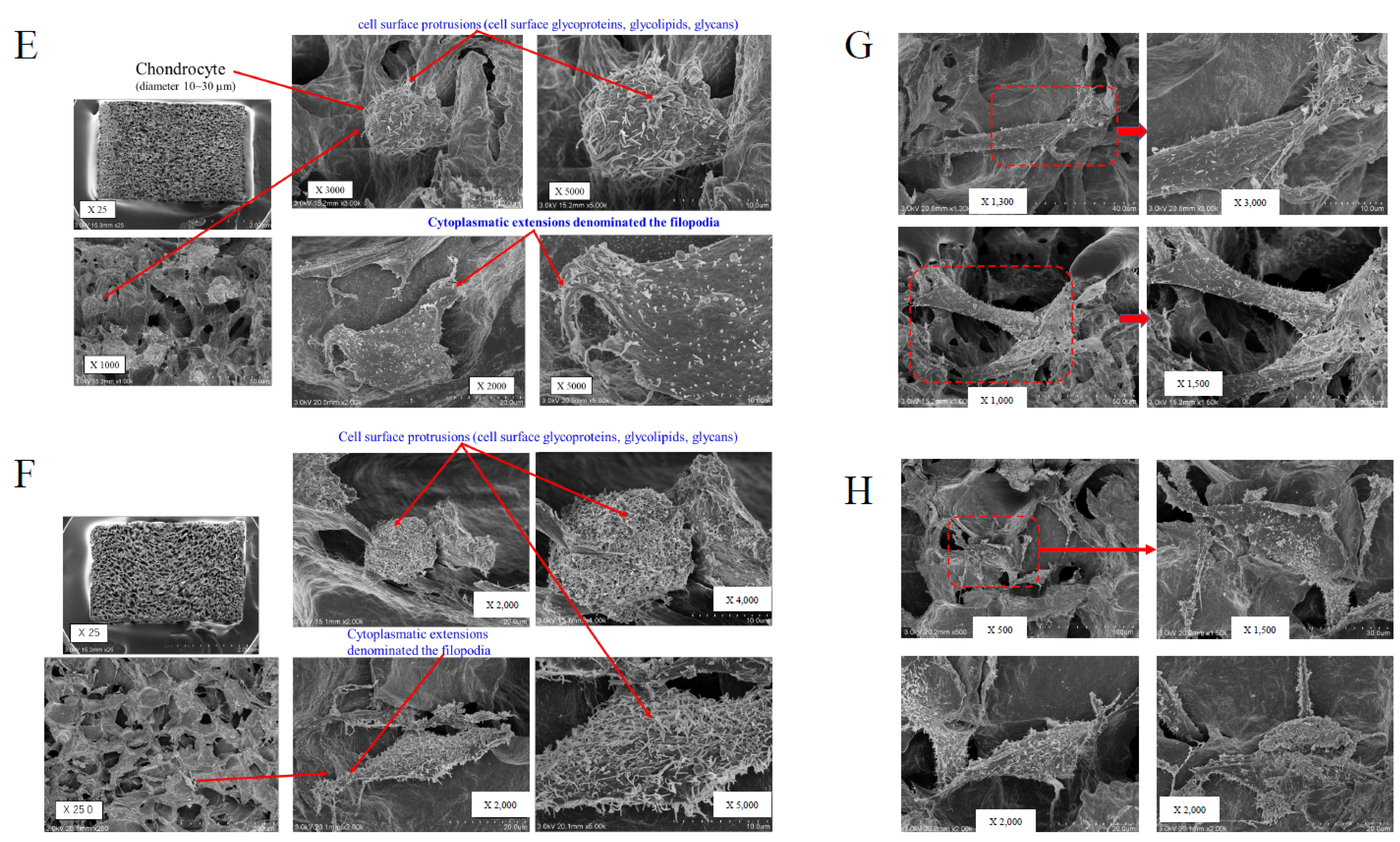 Ijms 22 09070 g002b Ijms 22 09070 g002b