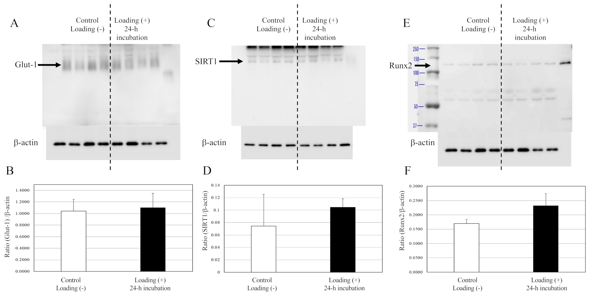 Ijms 22 09070 g006 Ijms 22 09070 g006
