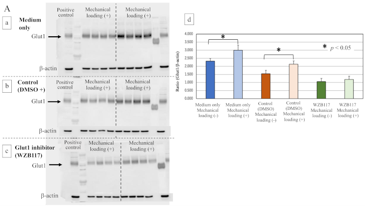 Ijms 22 09070 g007a Ijms 22 09070 g007a