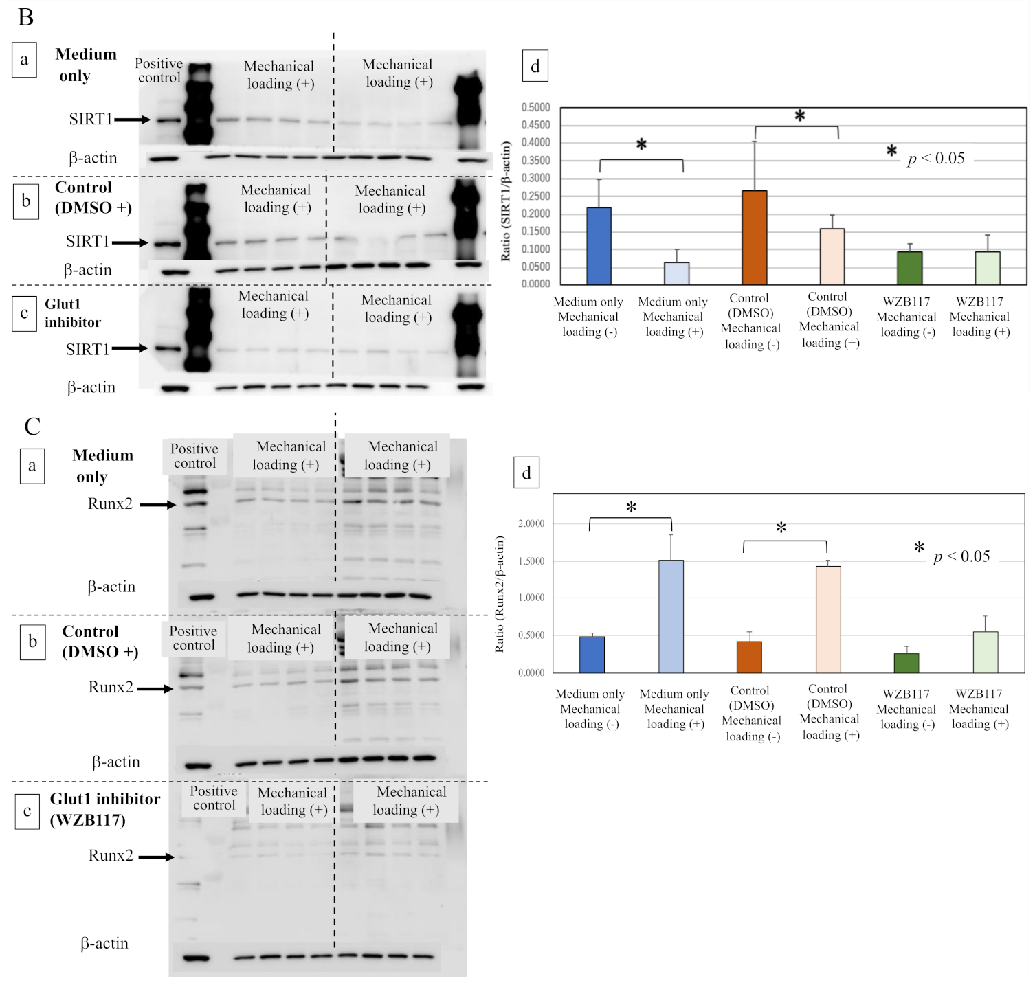 Ijms 22 09070 g007b Ijms 22 09070 g007b