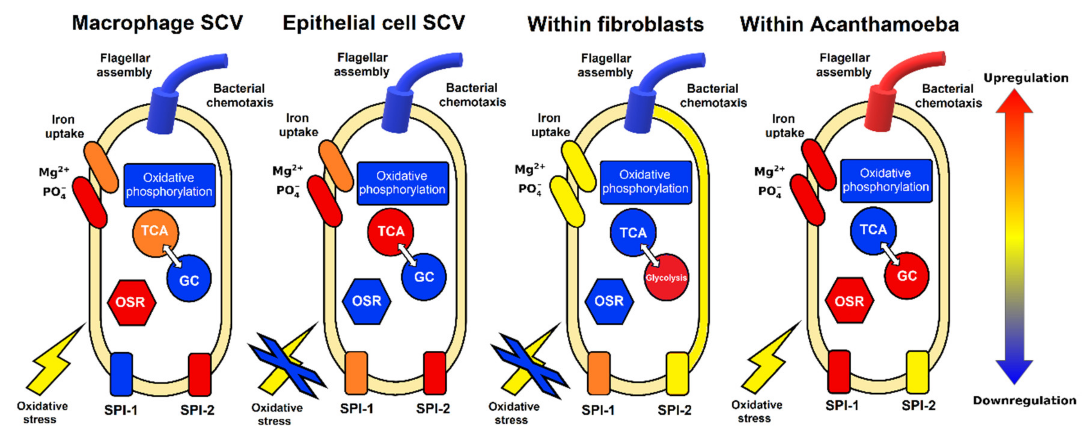 Ijms 22 09077 g004 Ijms 22 09077 g004