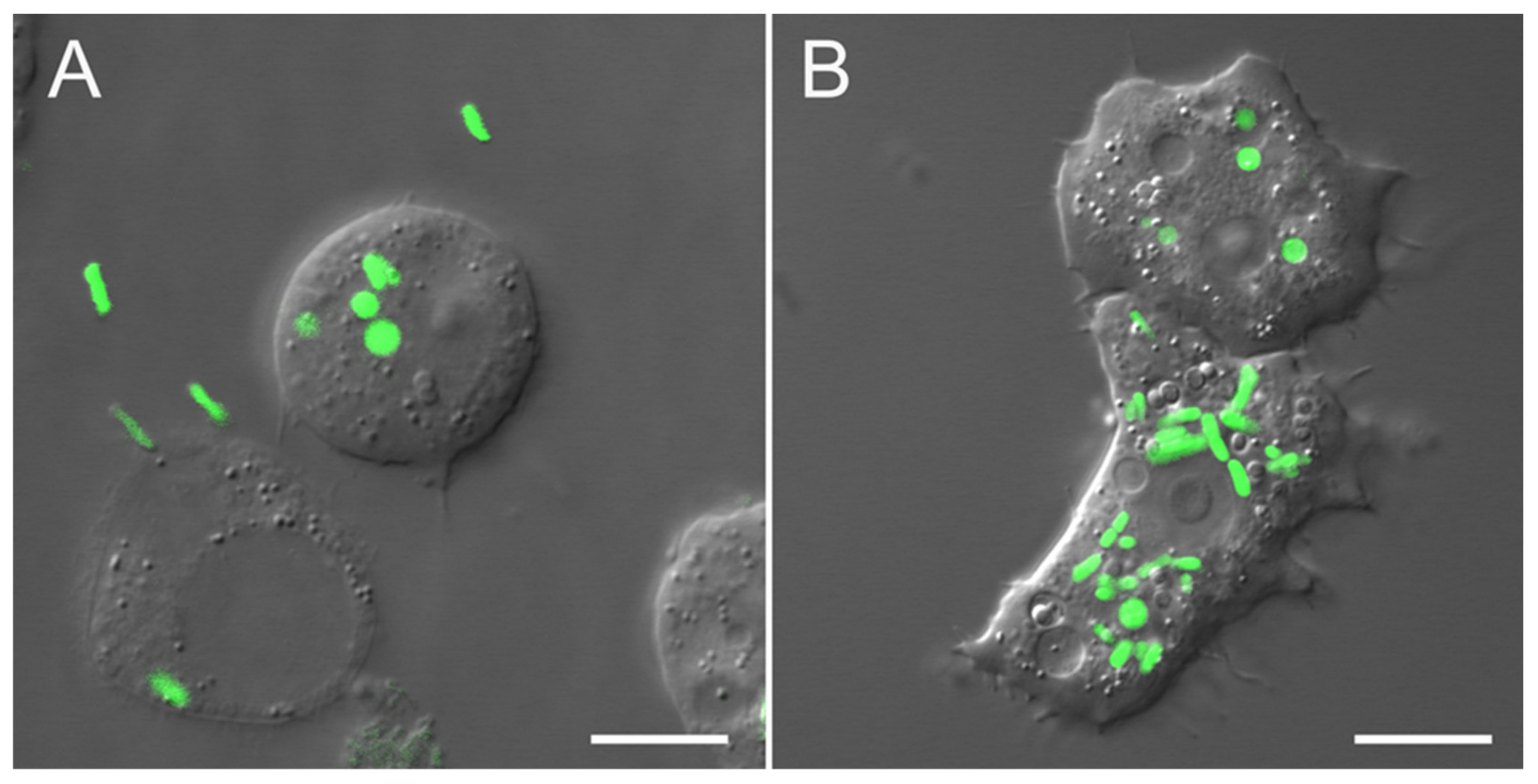 Ijms 22 09077 g005 Ijms 22 09077 g005