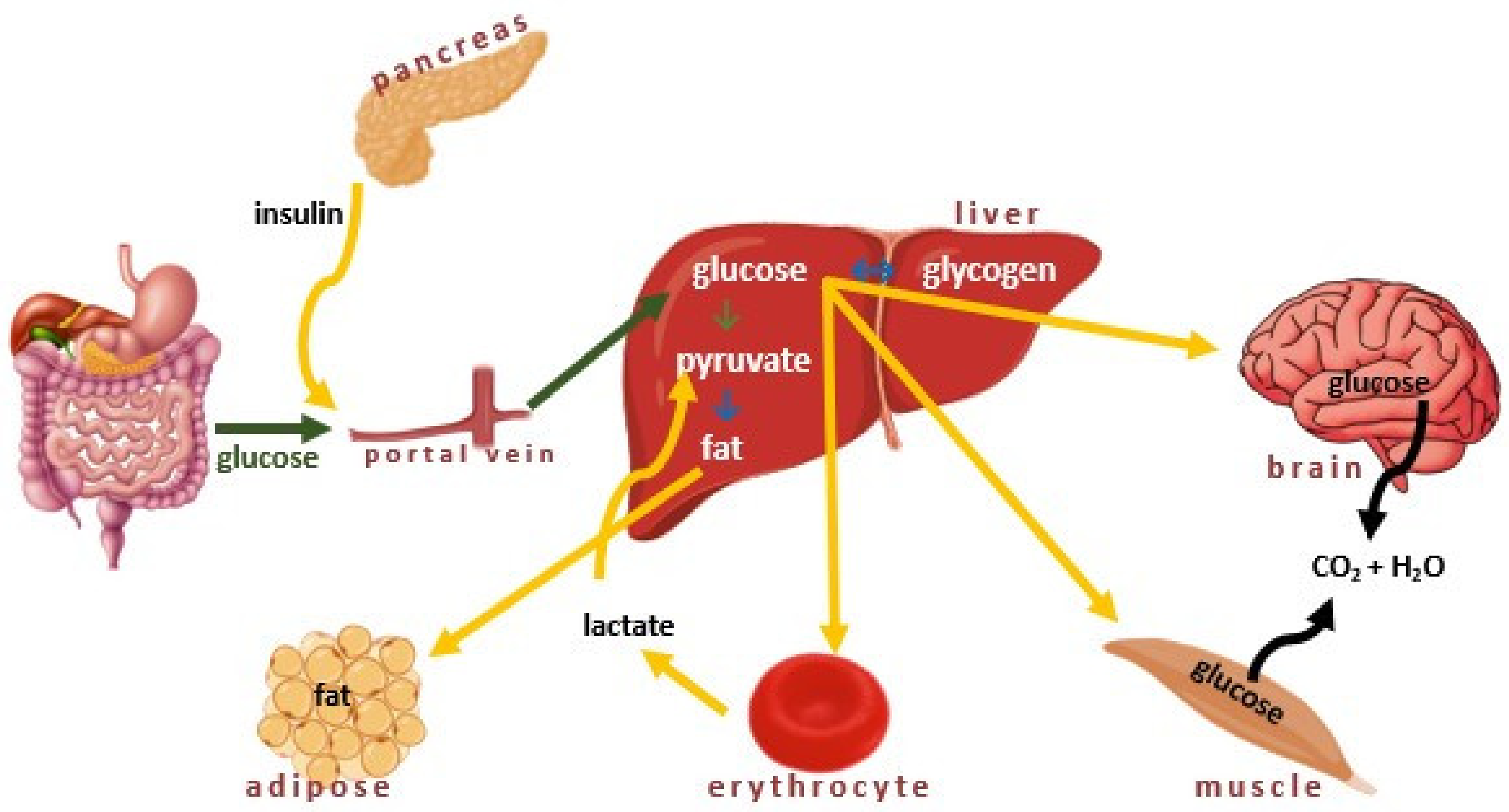 Ijms 22 09083 g002 550