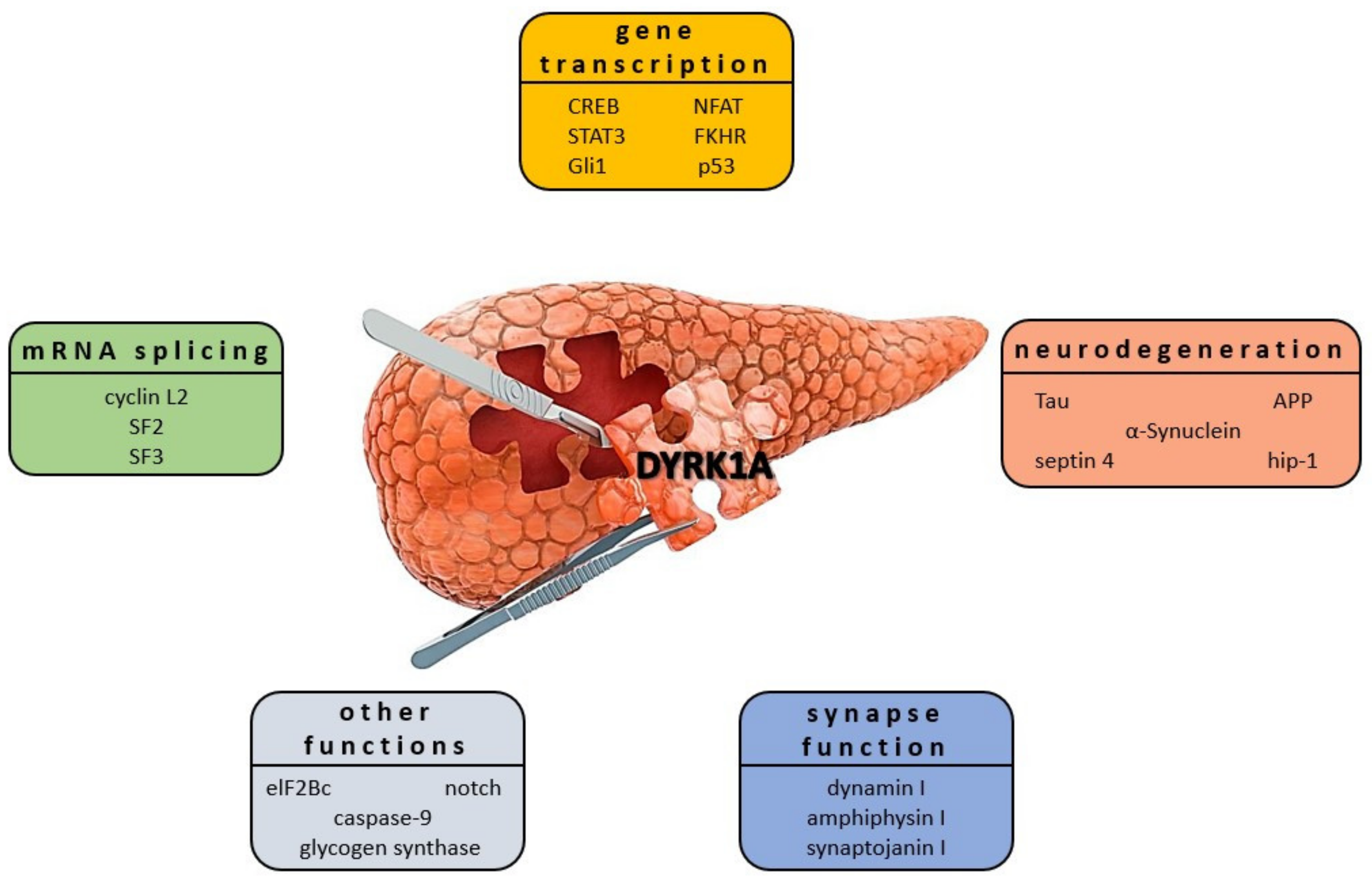 Ijms 22 09083 g008 550