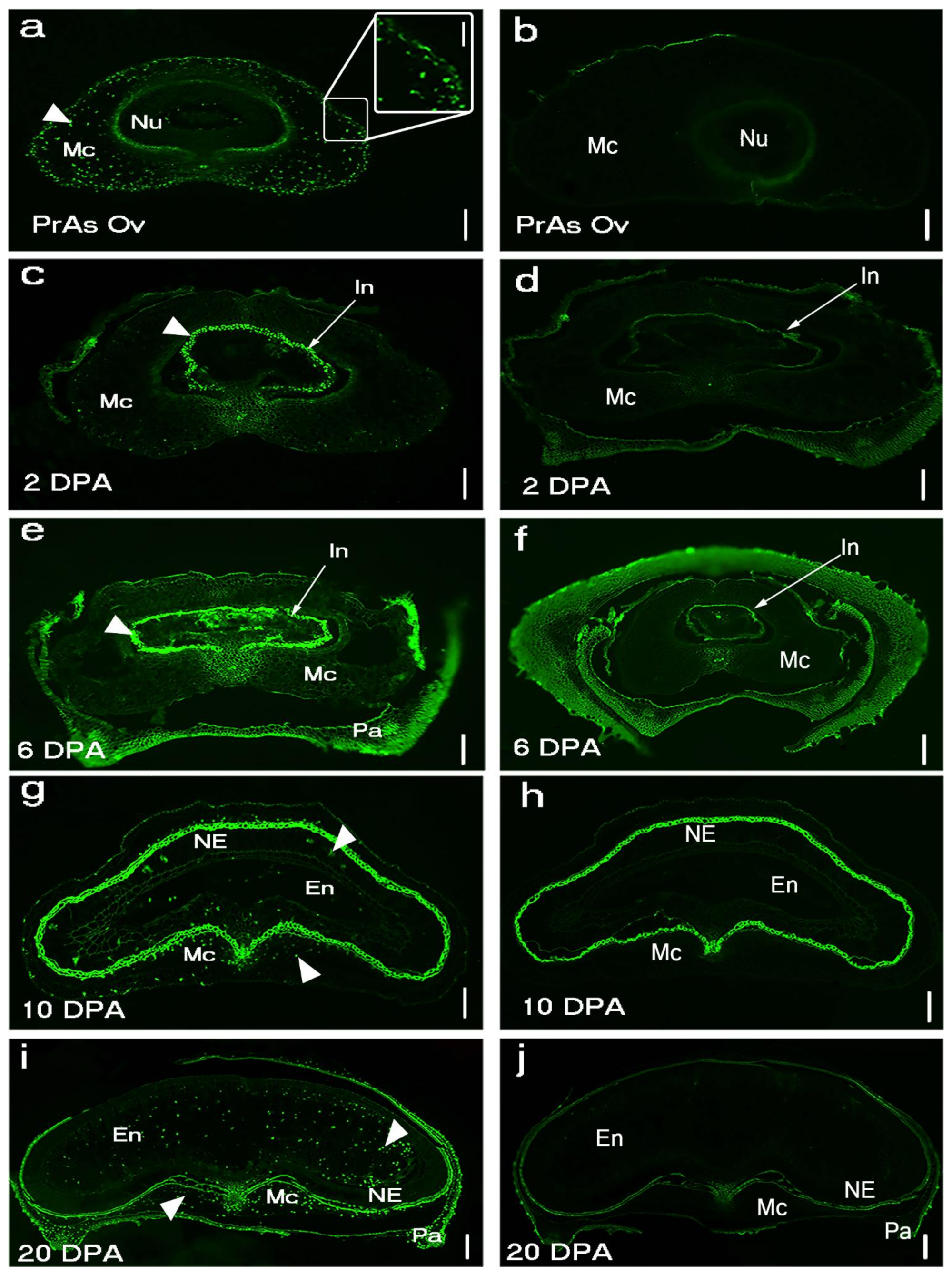 Ijms 22 09086 g001 Ijms 22 09086 g001