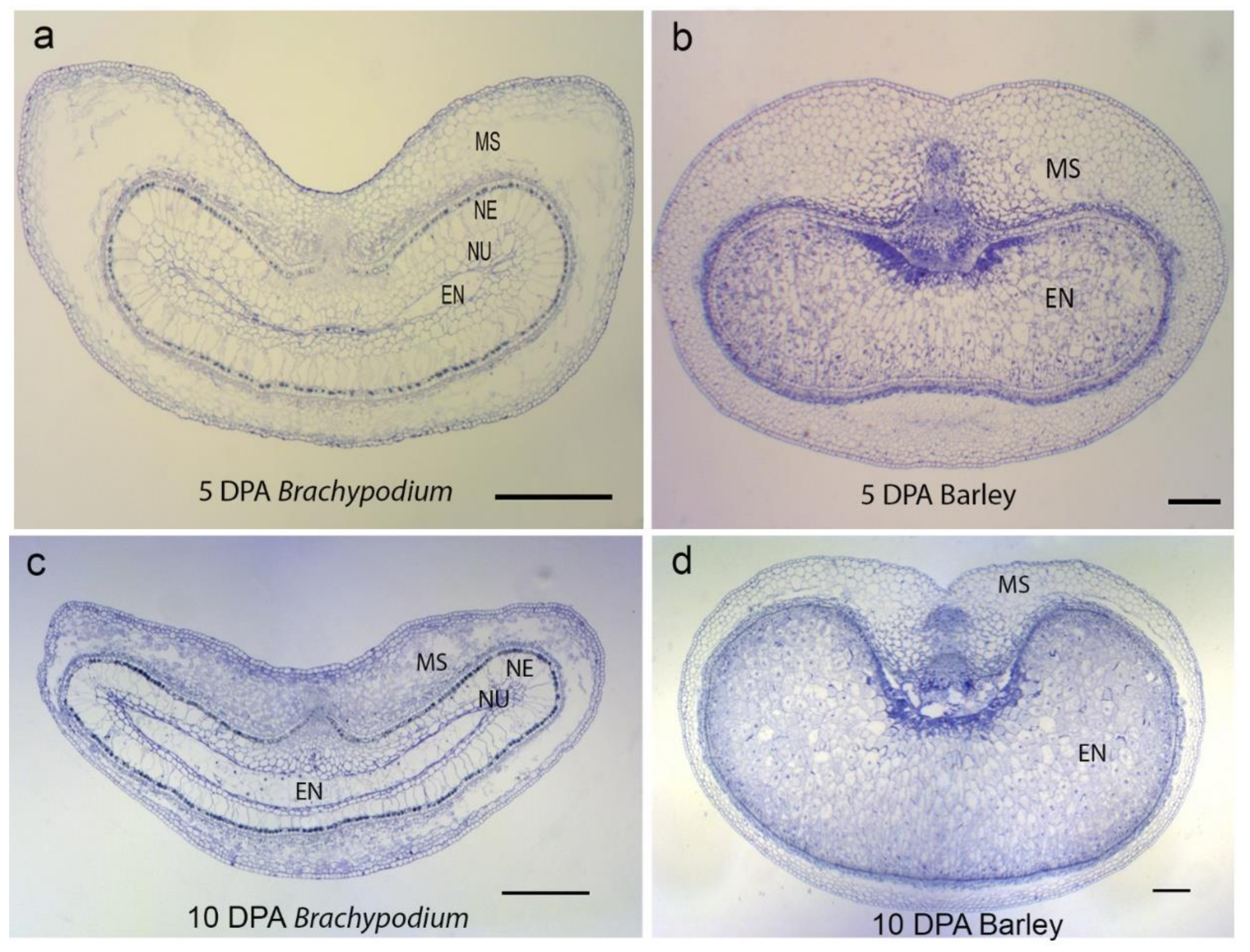 Ijms 22 09086 g002 Ijms 22 09086 g002