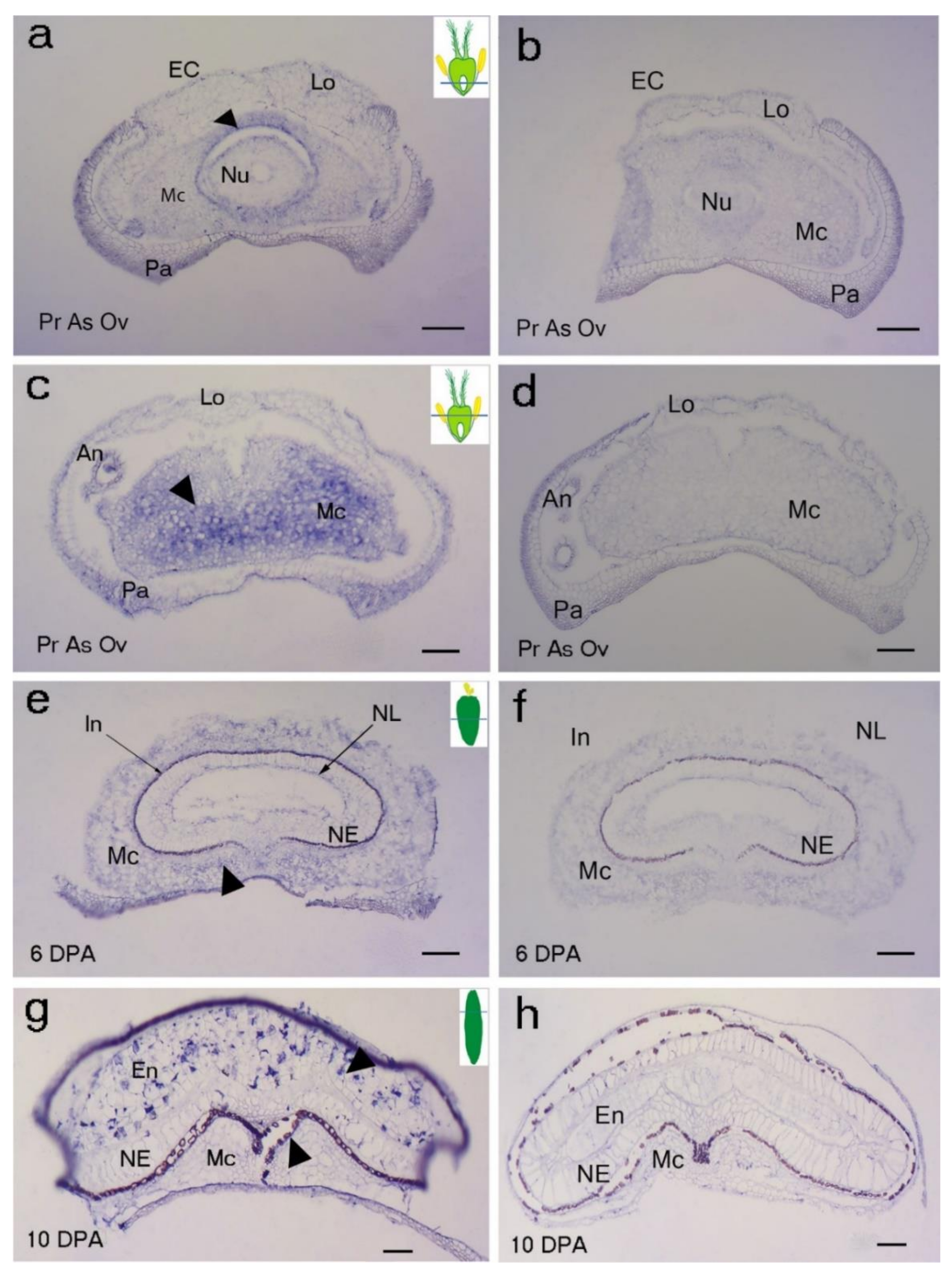 Ijms 22 09086 g003 Ijms 22 09086 g003