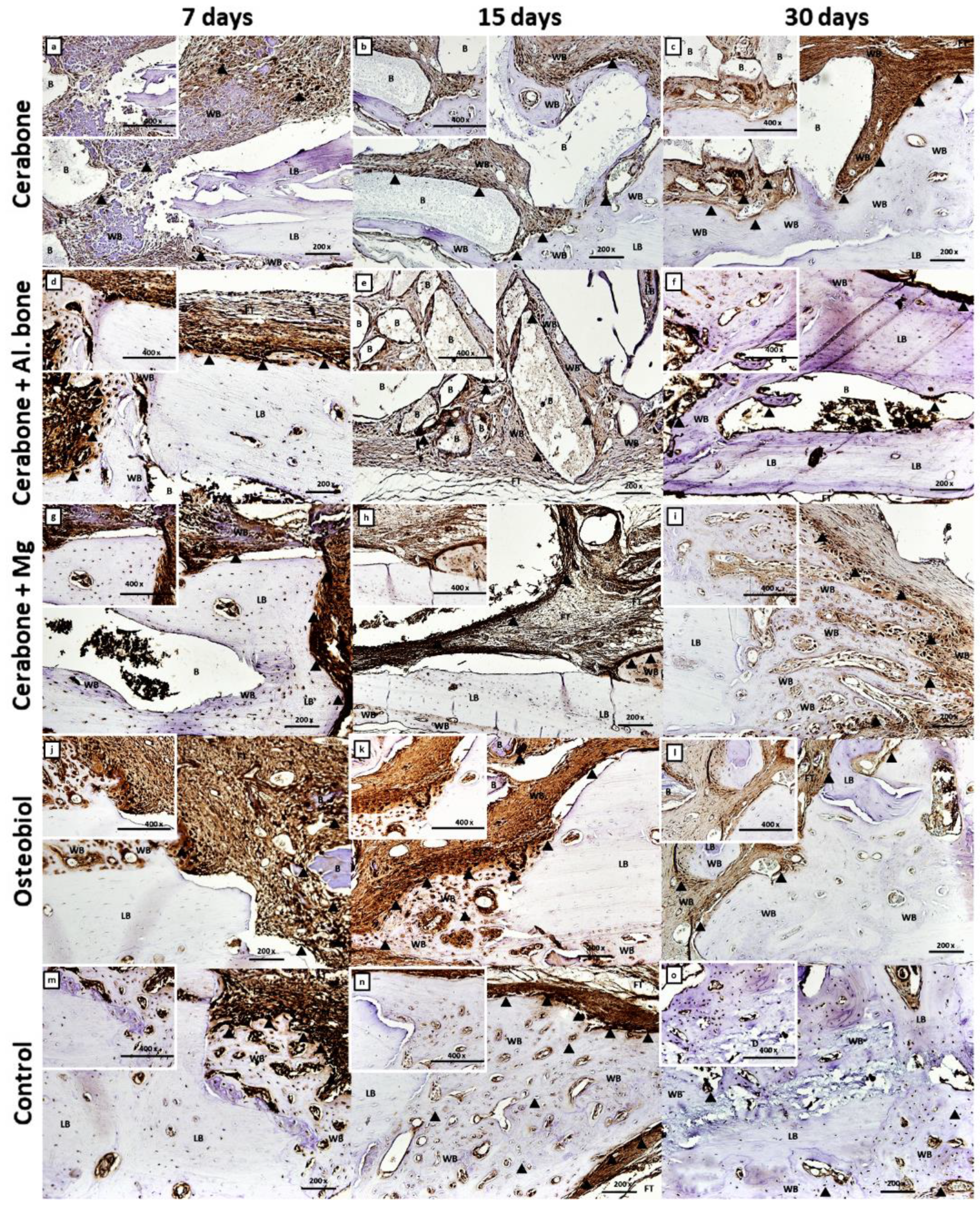 Ijms 22 09089 g003 Ijms 22 09089 g003