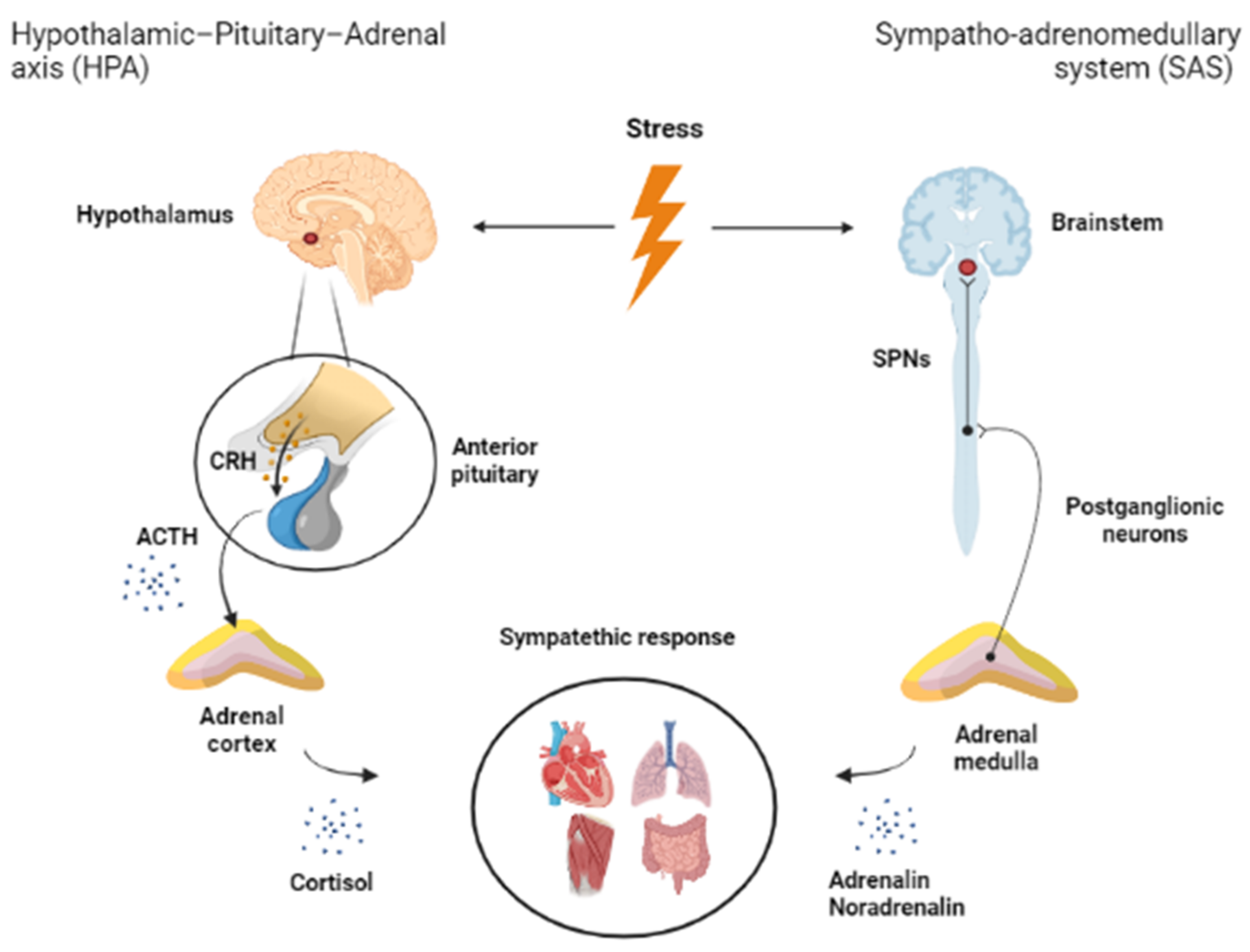 A parabrachial to hypothalamic pathway mediates defensive behavior