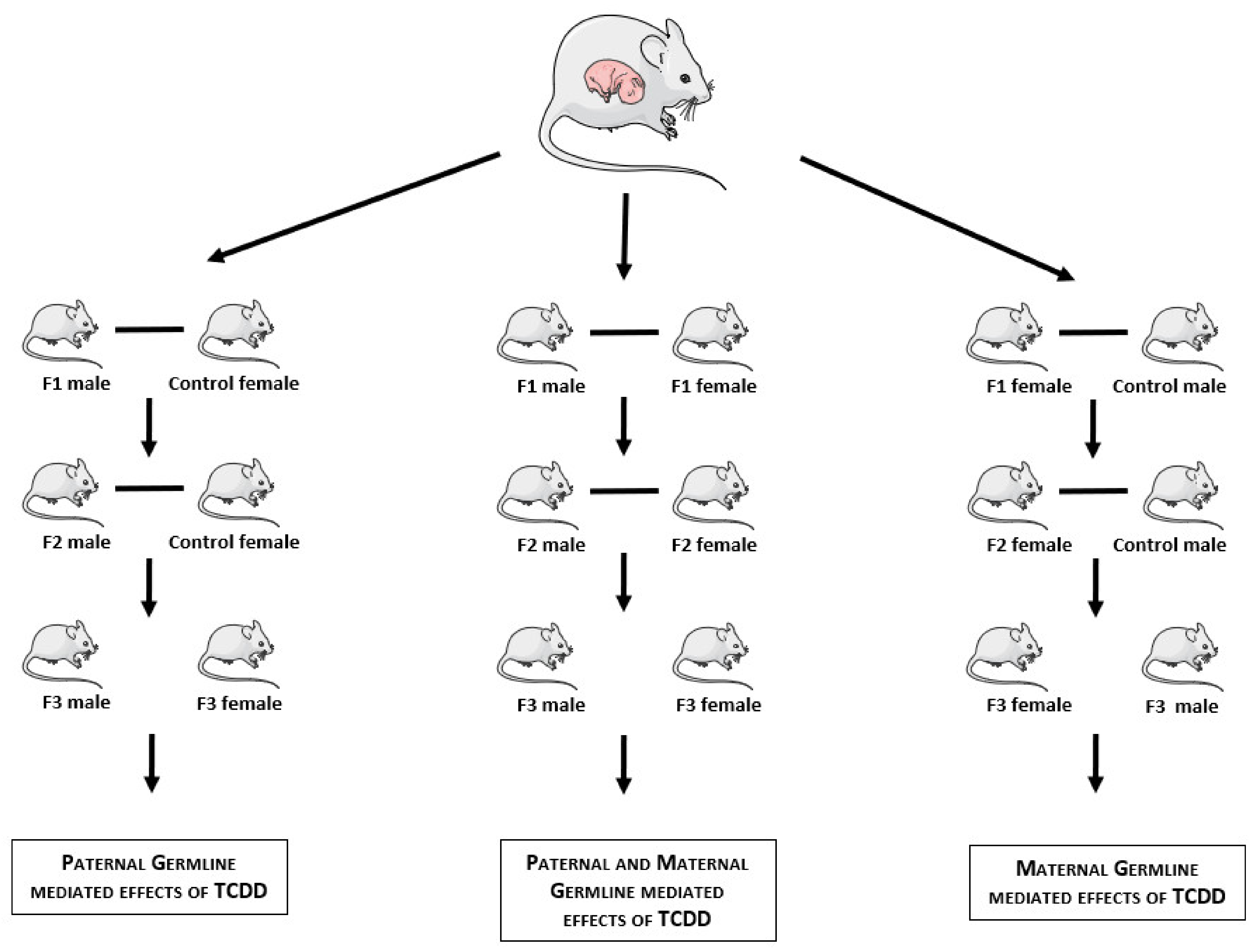 Ijms 22 09091 g001 Ijms 22 09091 g001