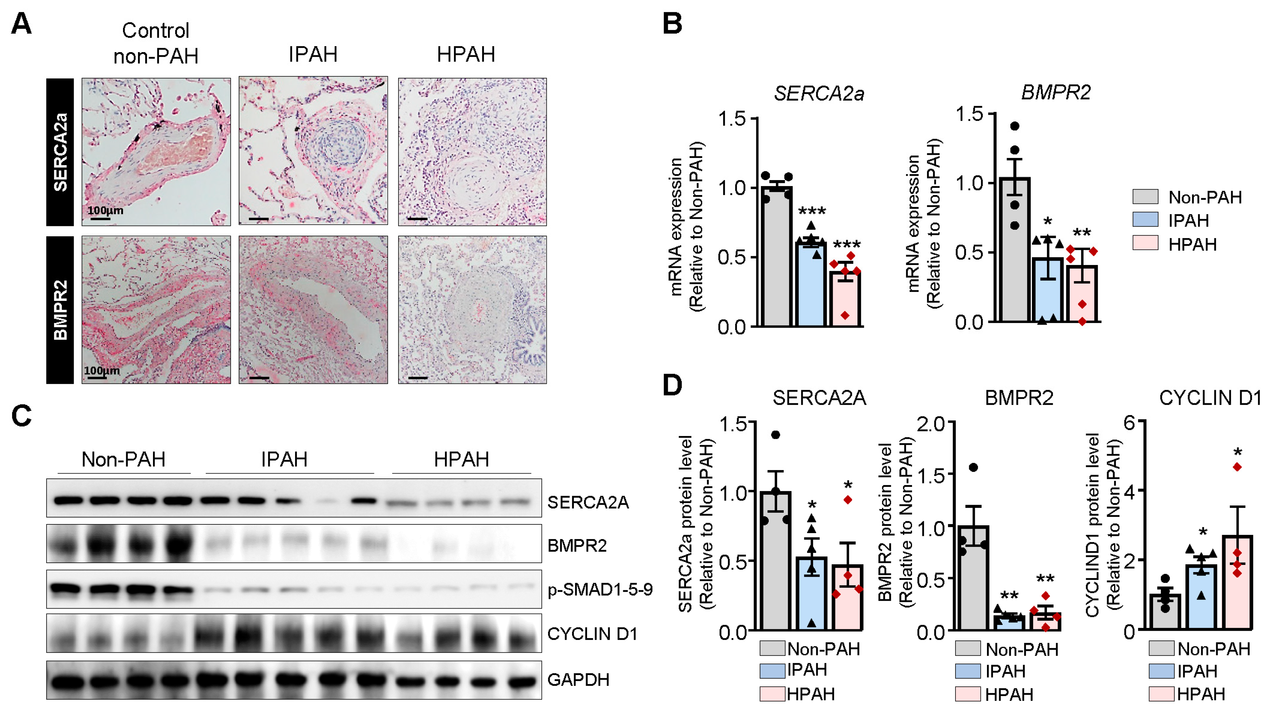 Ijms 22 09105 g001 550