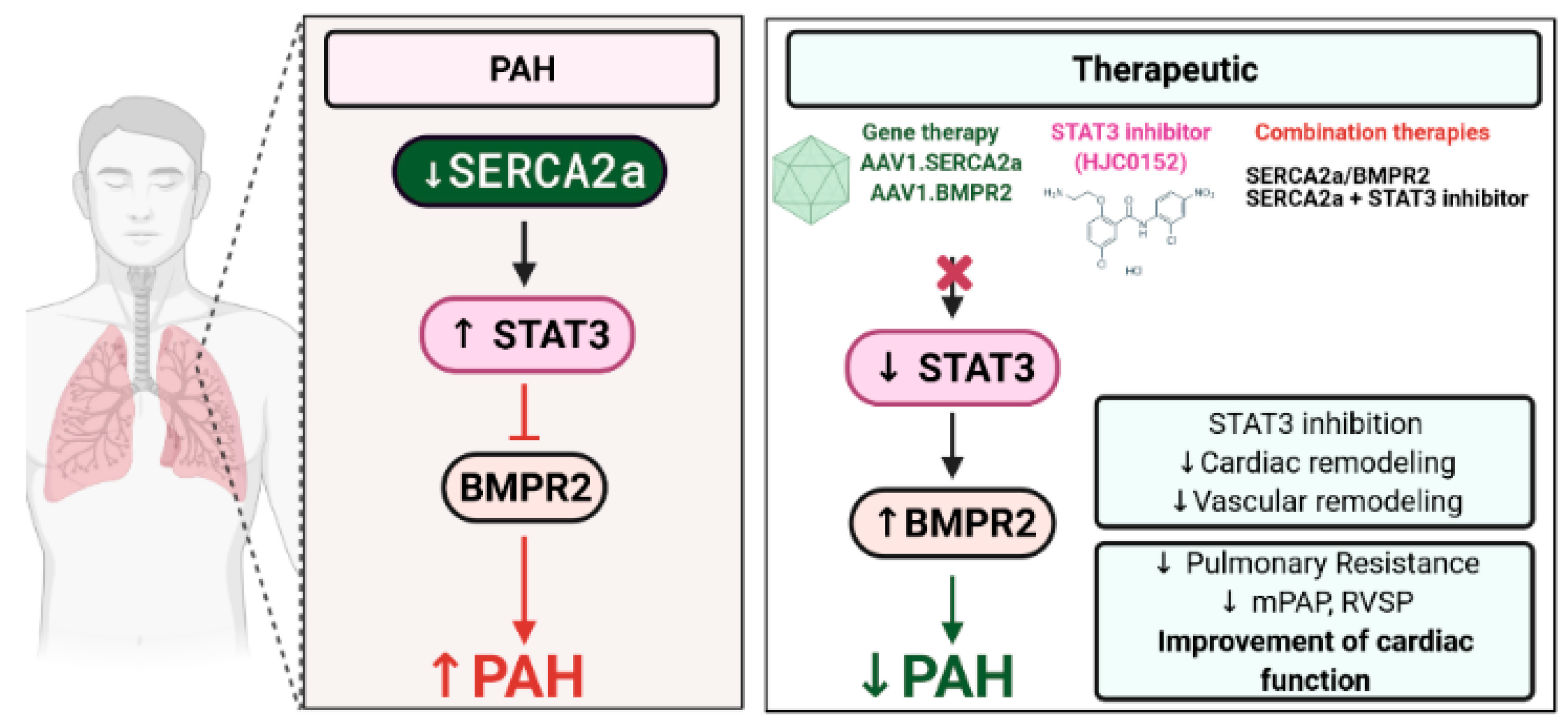 Ijms 22 09105 g008 550