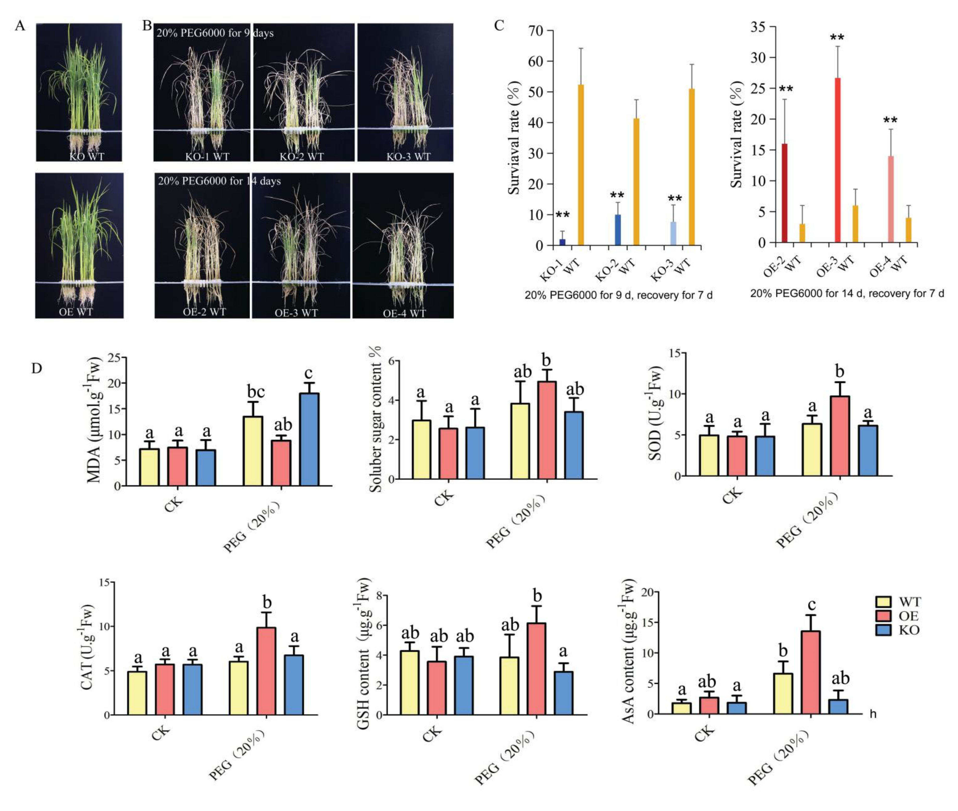 Ijms 22 09107 g003 550