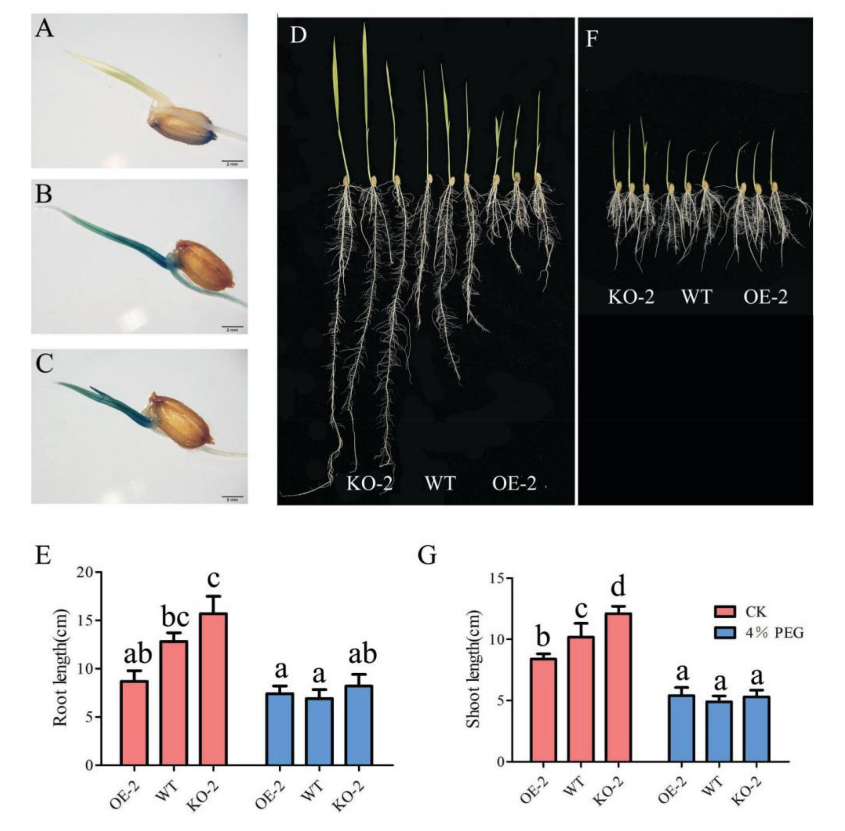 Ijms 22 09107 g004 550