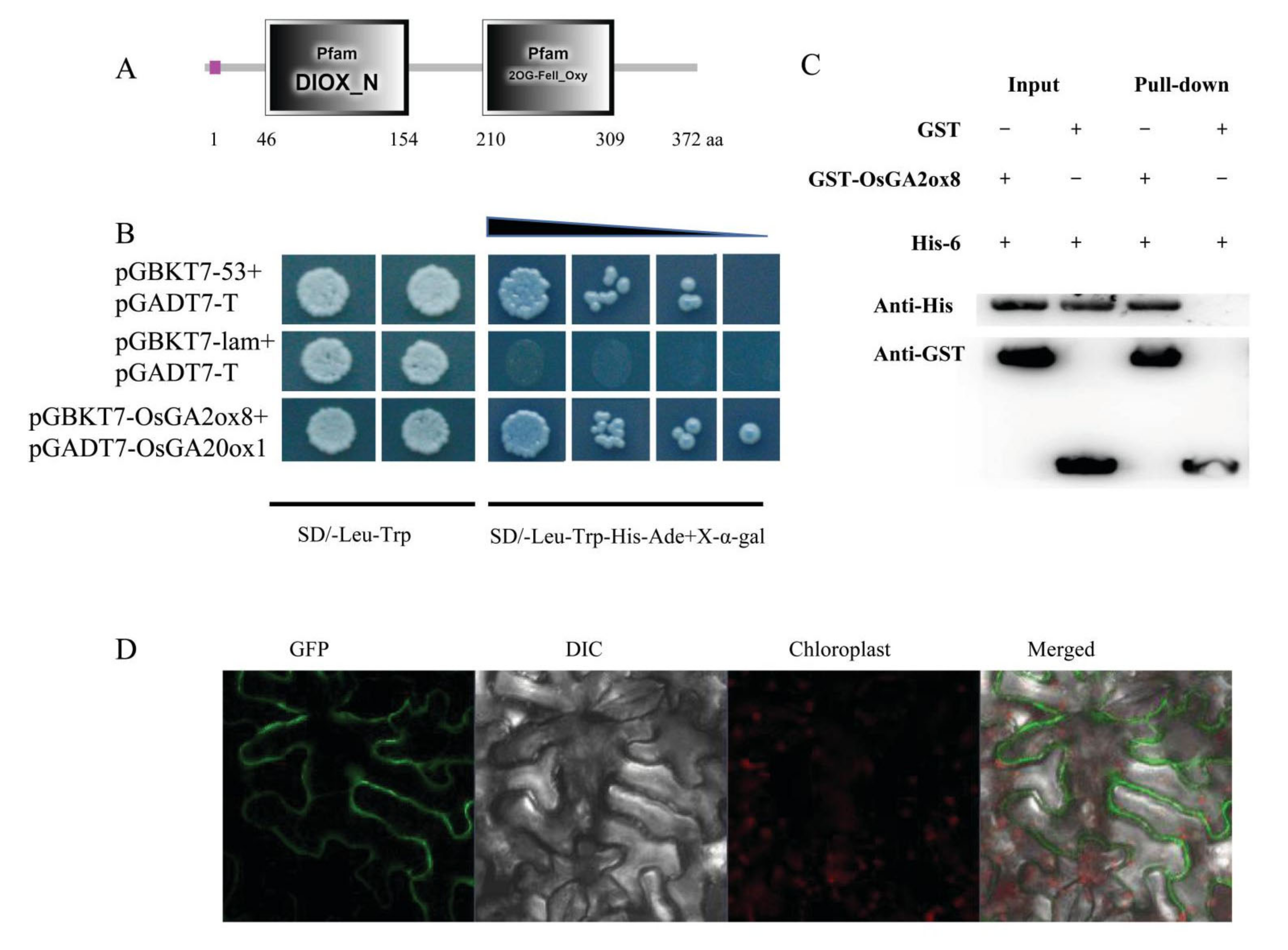 Ijms 22 09107 g005 550