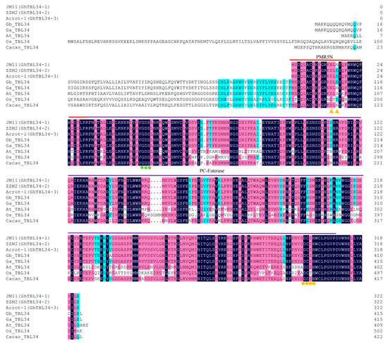 GhTBL34 Is Associated with Verticillium Wilt Resistance in